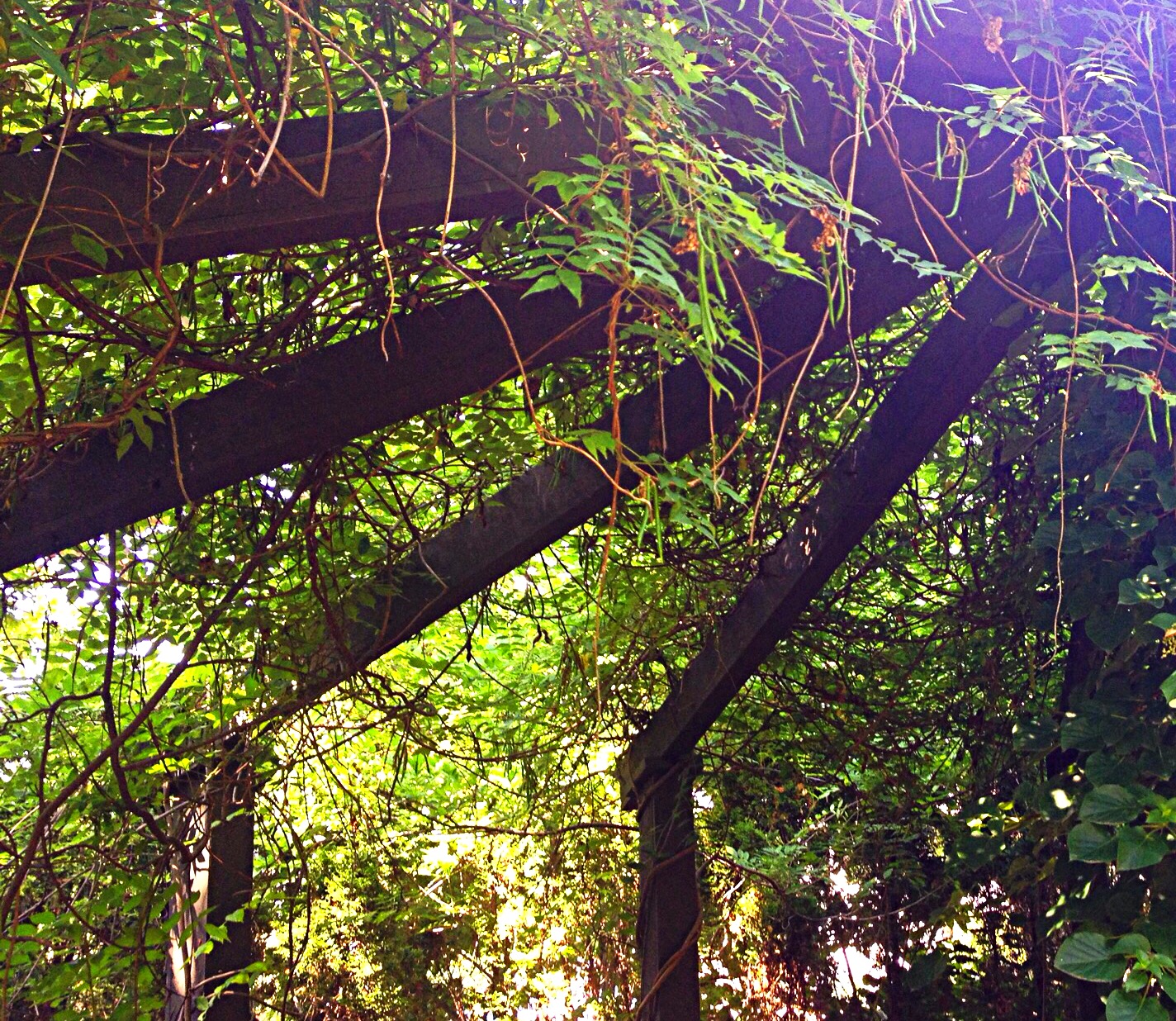 Photo of vines sprawling over the arbor.