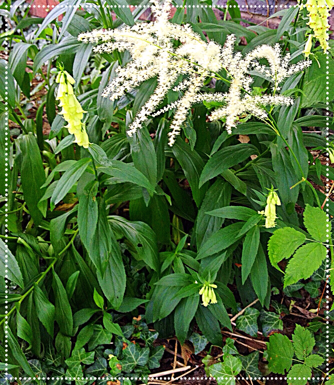photo of Goatsbeard (Aruncus dioicus)