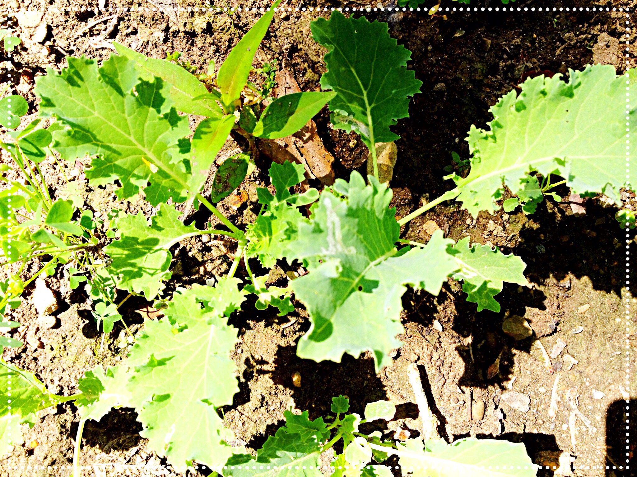 photo of kale