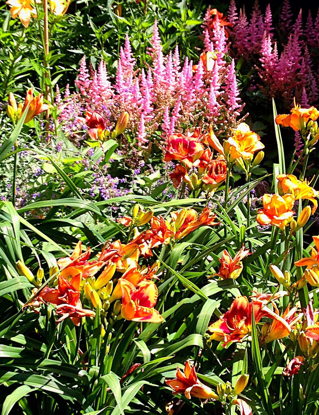 photo of pink astilbe and orange daylilies