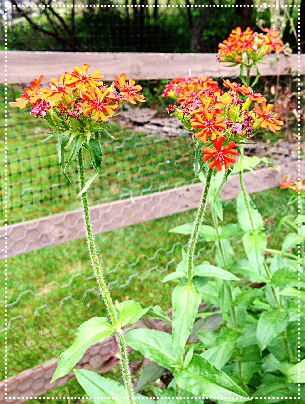 photo of Maltese Cross (Lychnis chalcedonica)