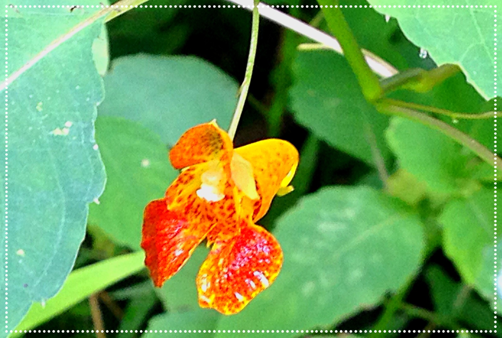 Photo of Jewelweed (Impatiens capensis)
