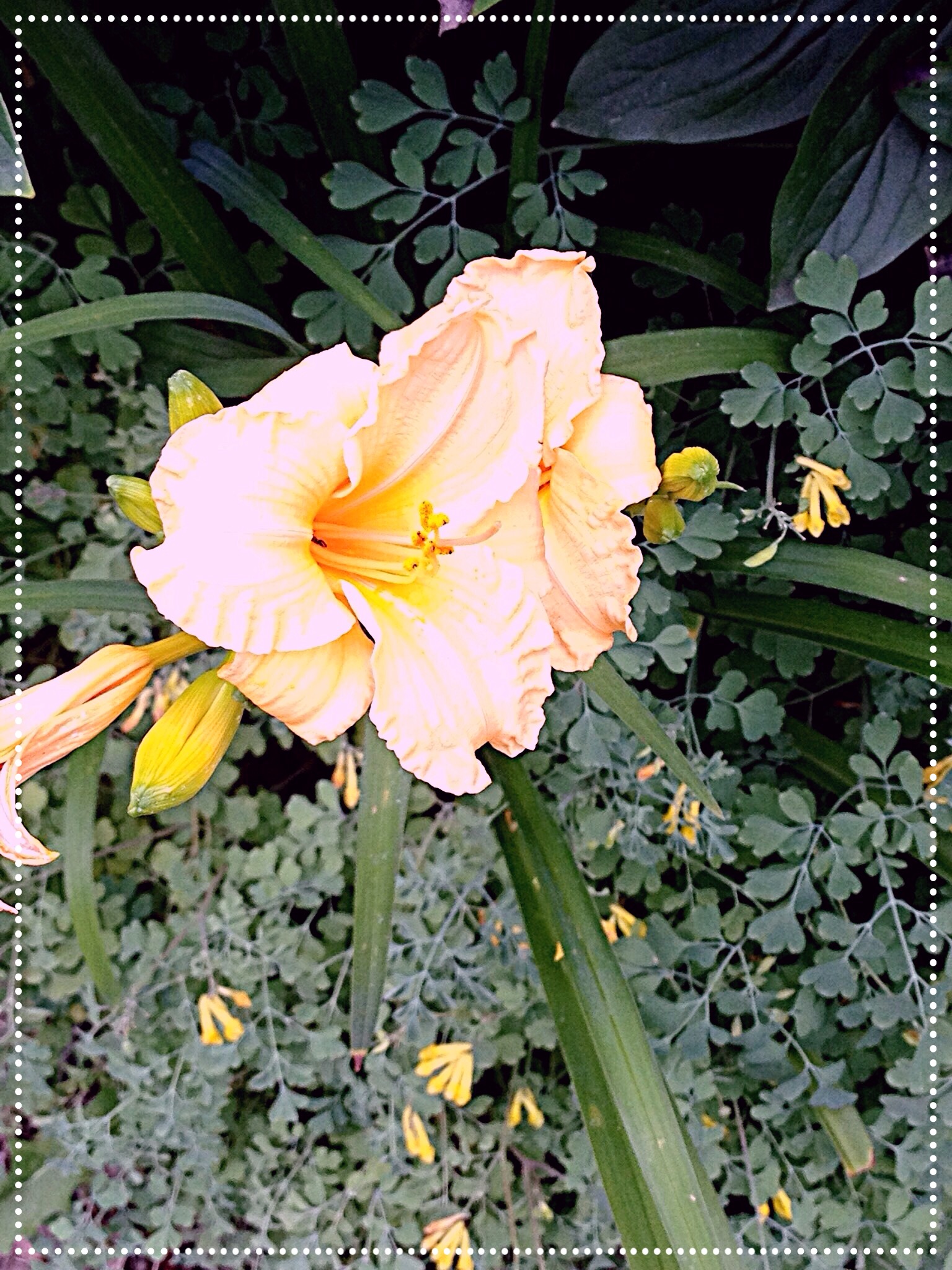 Photo of peach Daylily