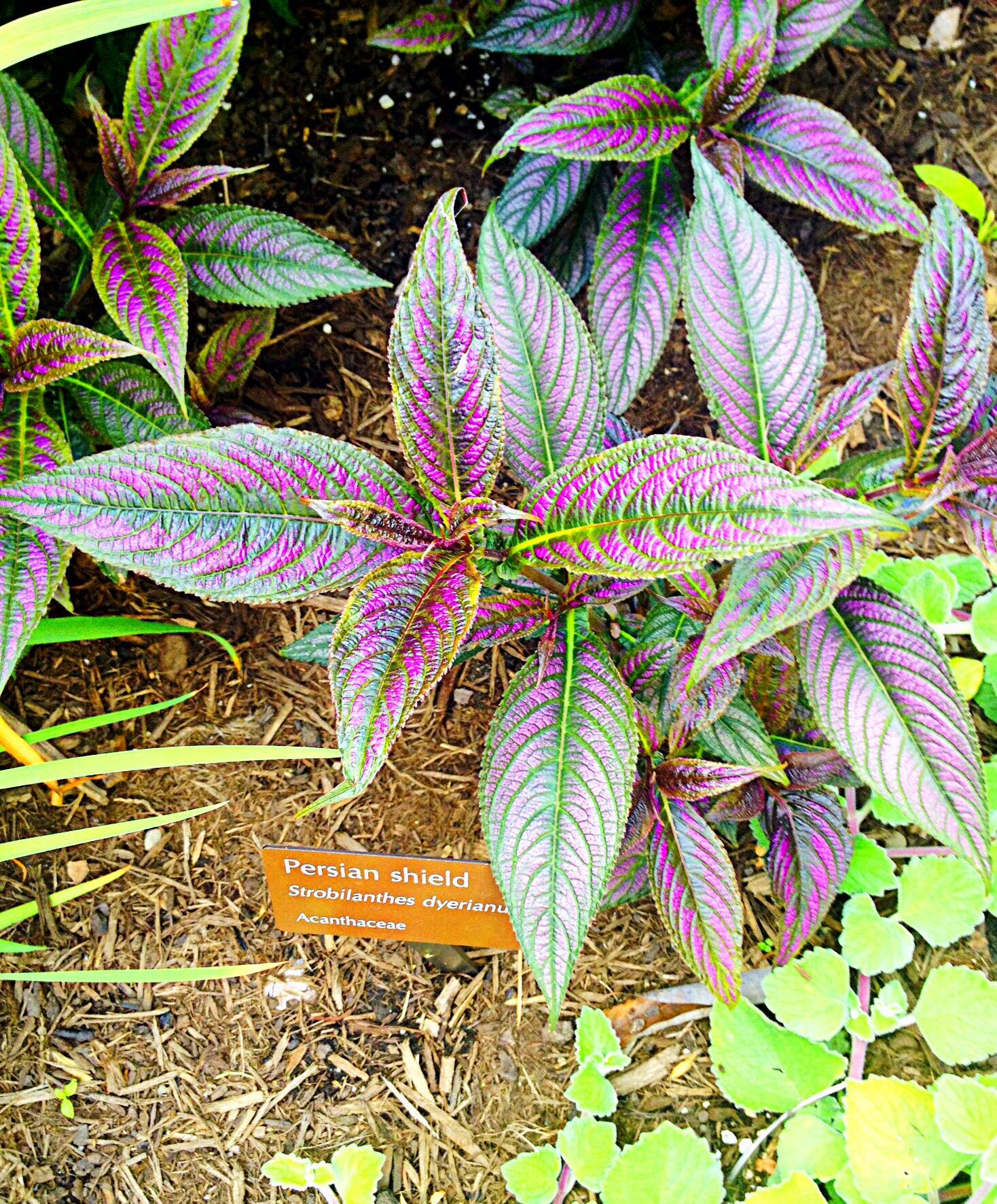 Photo of Persian shield leaves. They are as colorful as annual flowers.