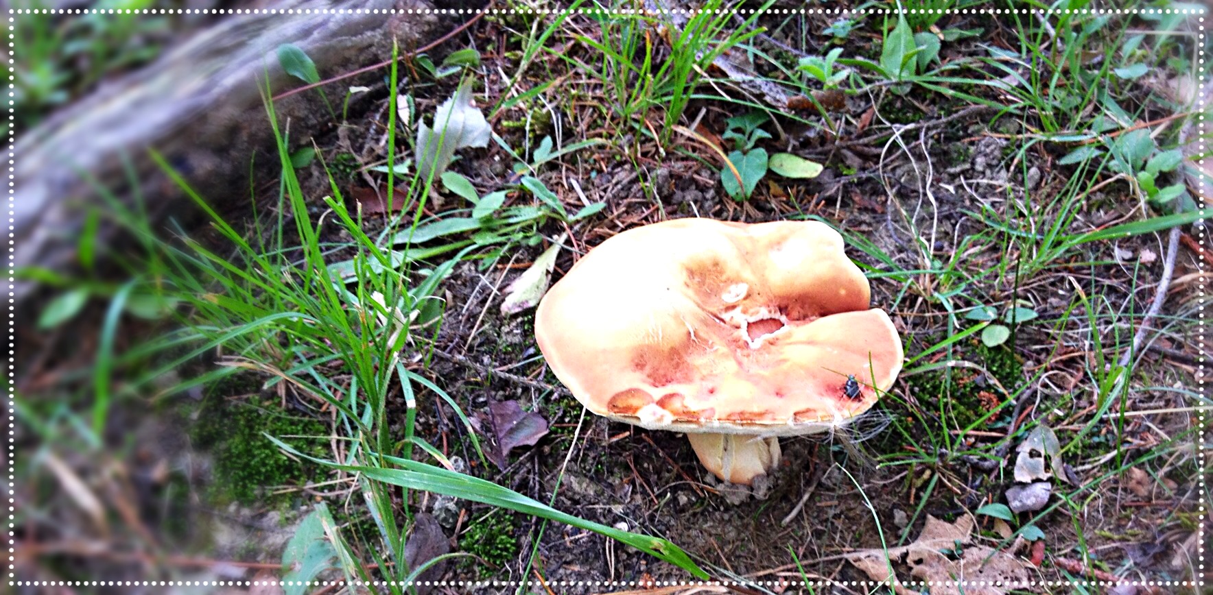 Photo of beige colored wild mushroom