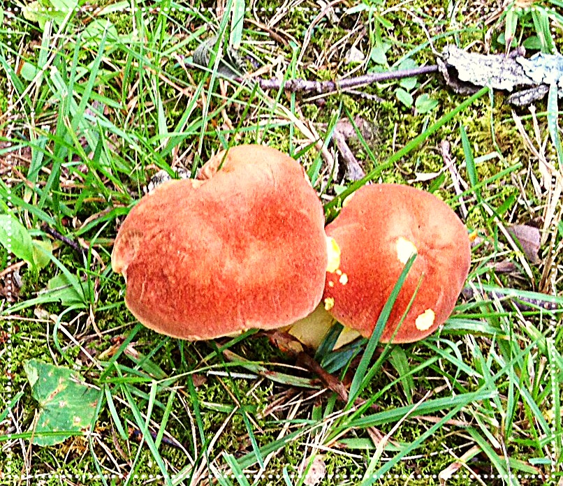 Photo of wild mushrooms