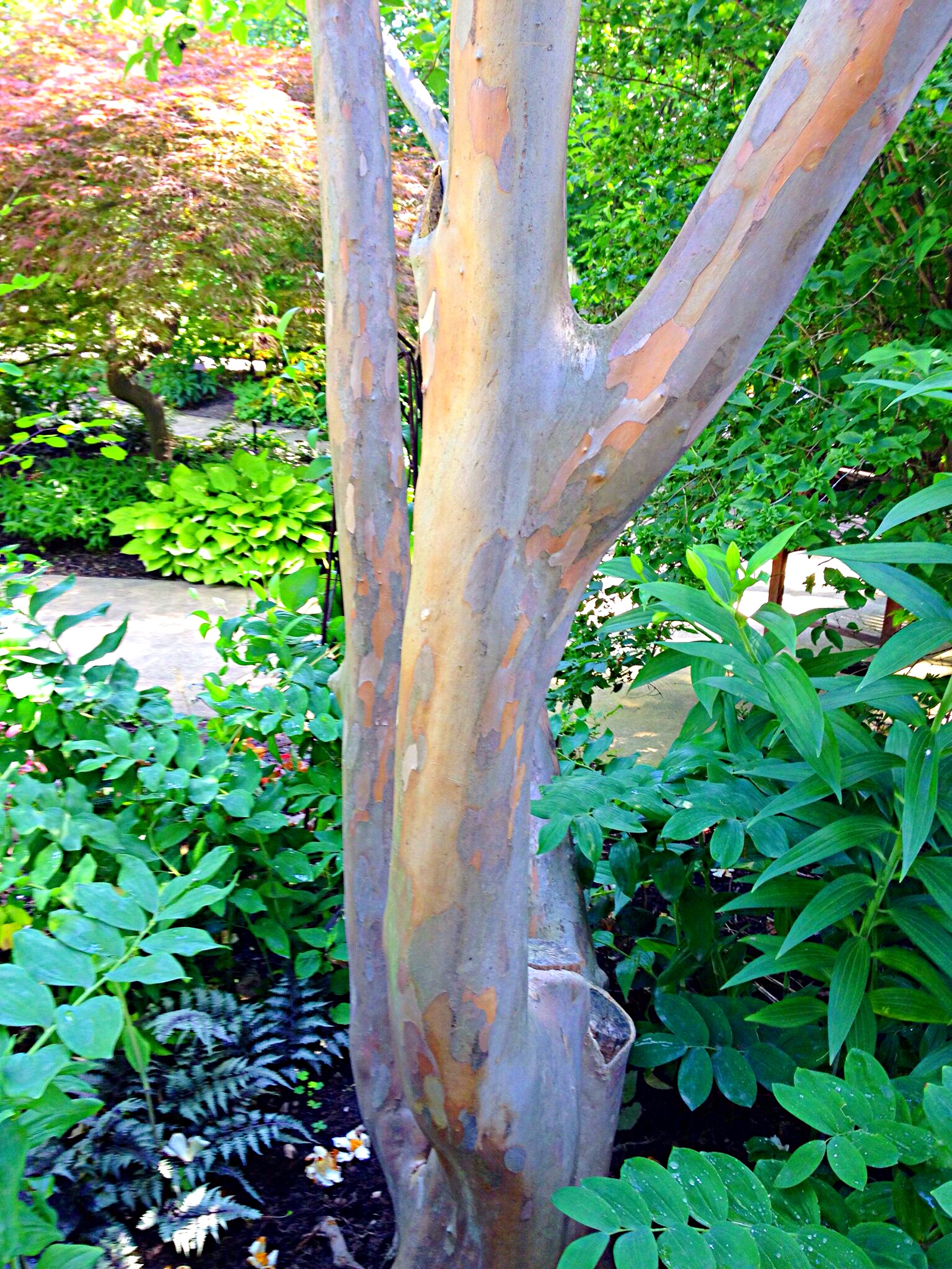 The stewartia trunk reveals layers of color.
