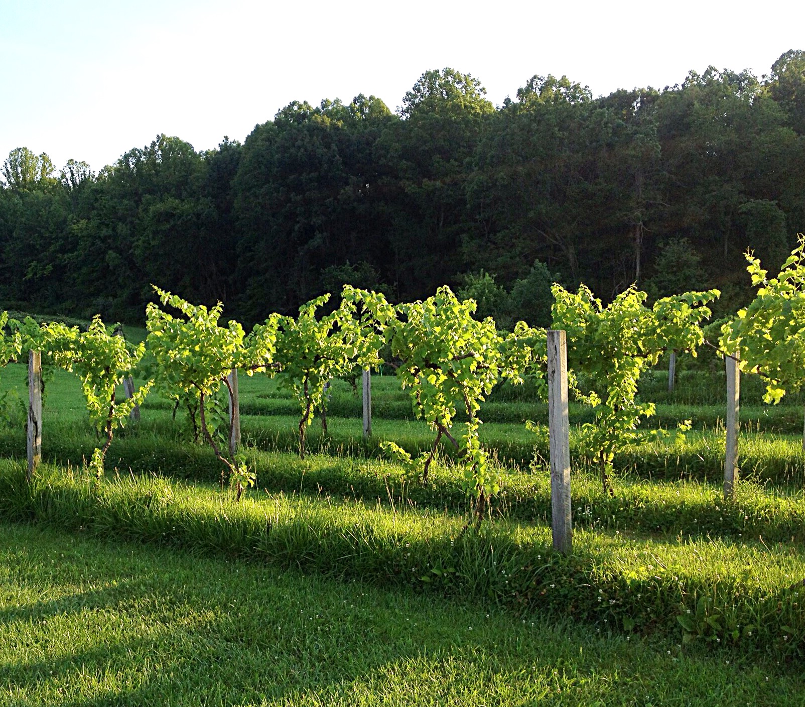 Photo showing sun shining through grape leaves on vines