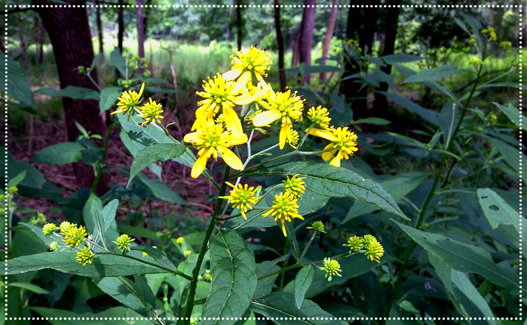 Photo of Wingstem (Verbesina alternifolia)