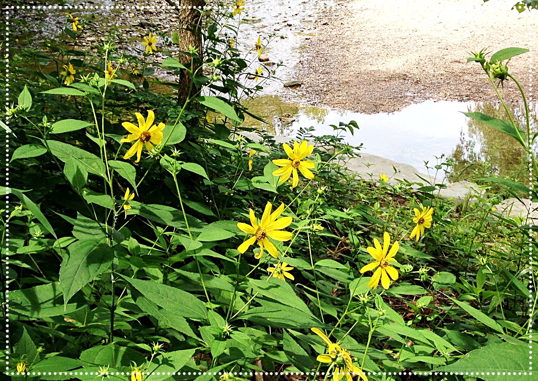 Photo of Sawtooth Sunflower (Helianthus grosseserratus)
