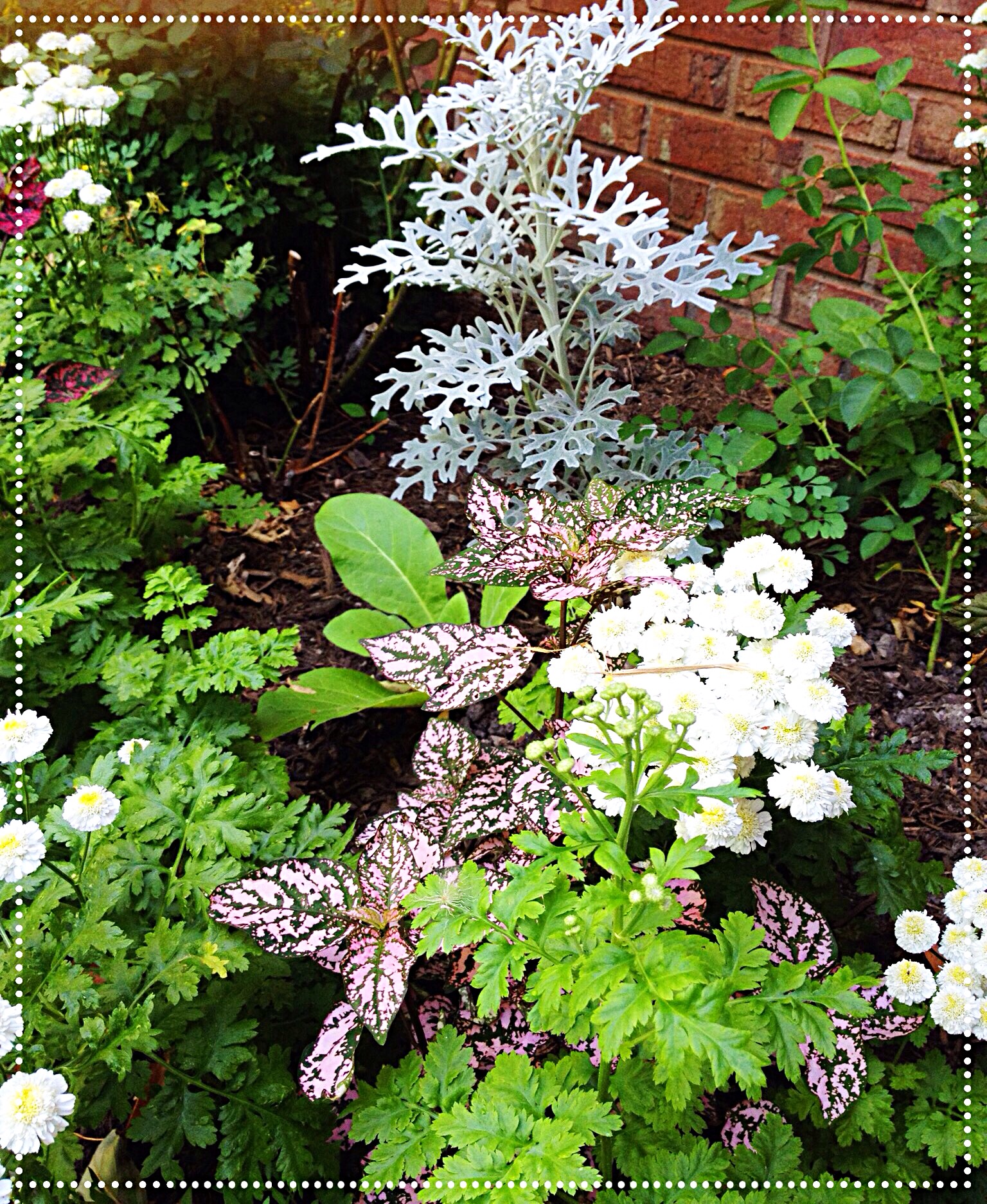 Photo of feverfew