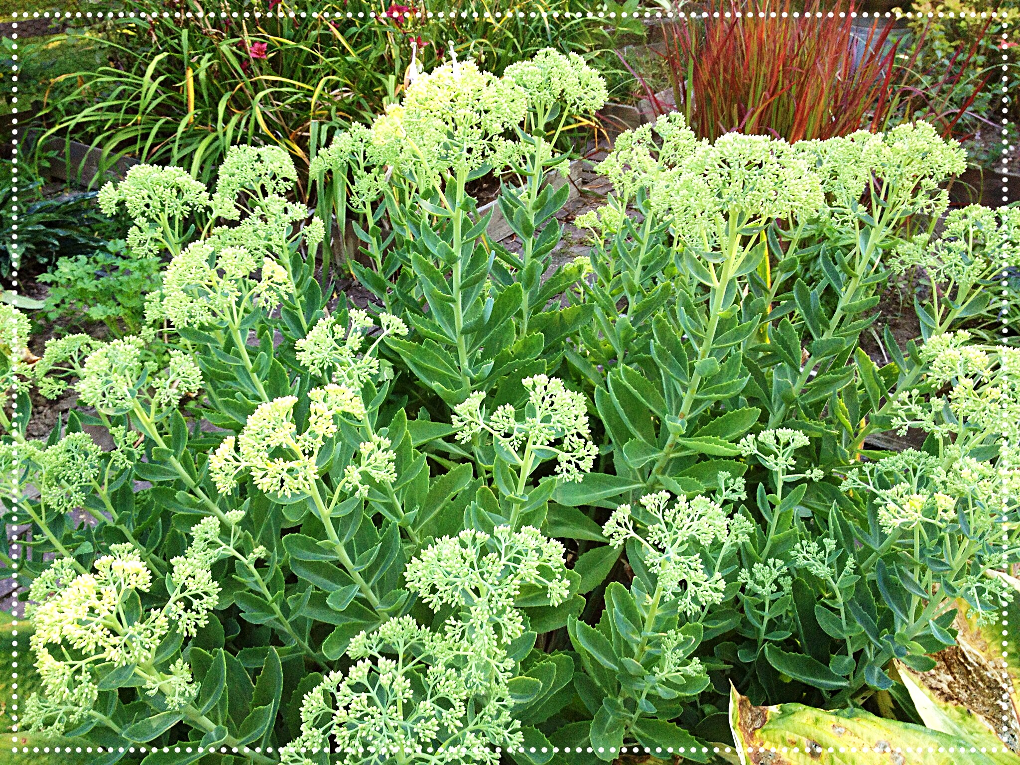 Photo of Stonecrop (Sedum 'Autumn Joy')