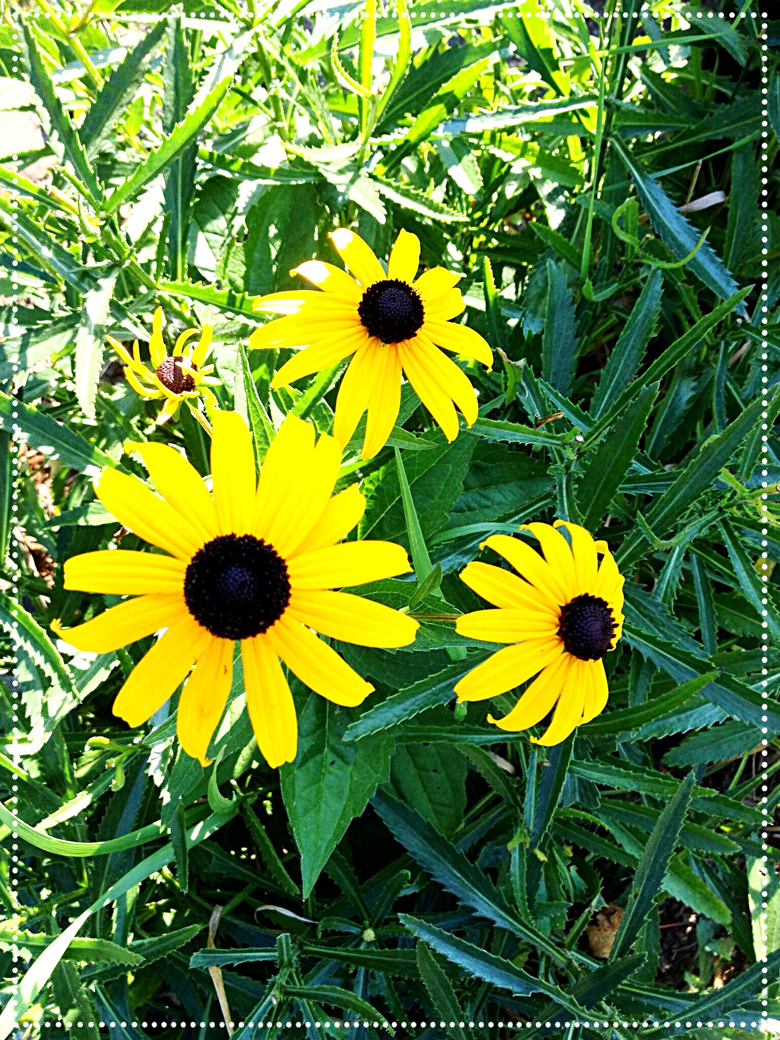 photo of Black-eyed Susan (Rudbeckia hirta)