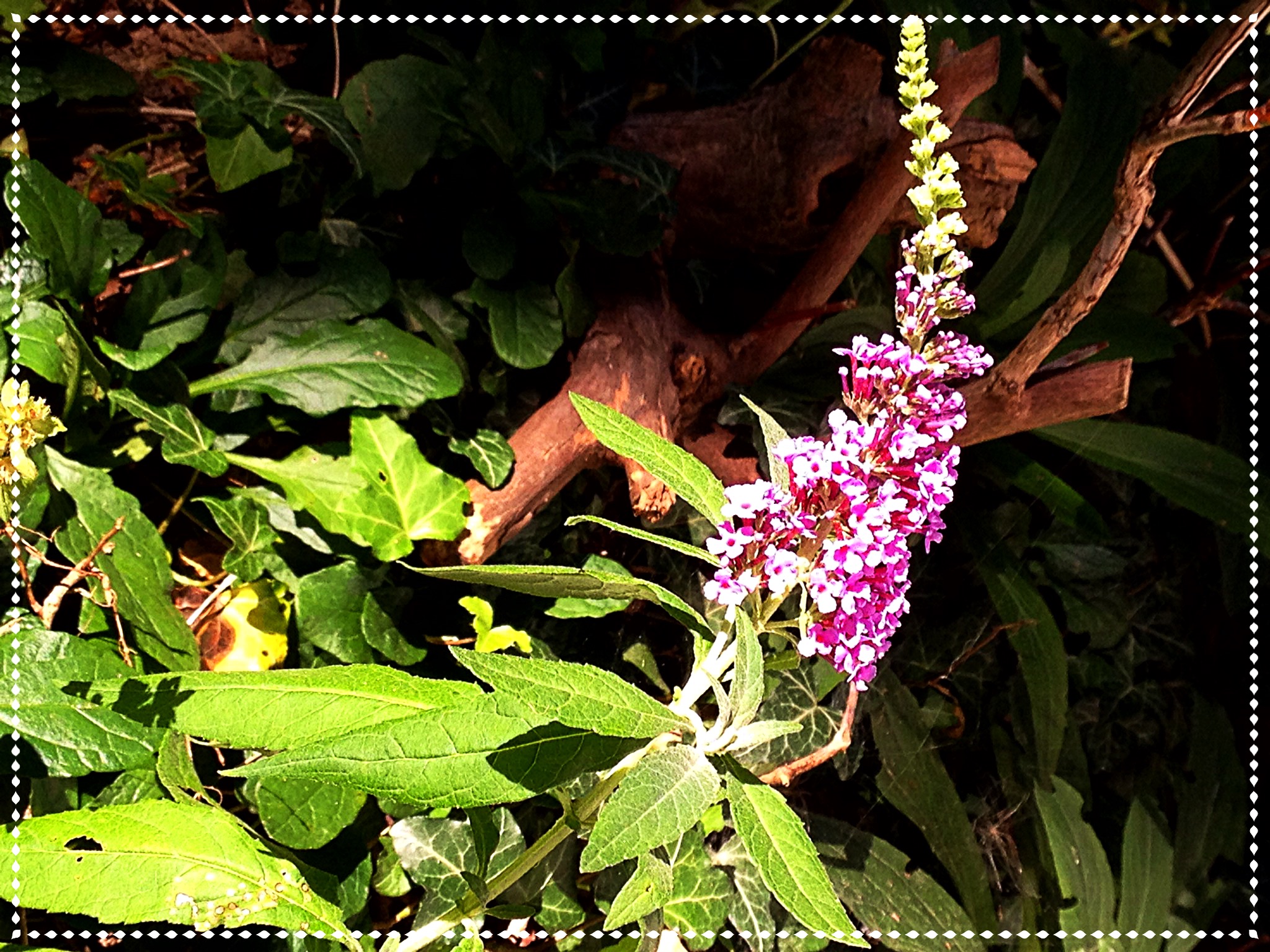 photo of lilac colored Buddleia (Butterfly bush)