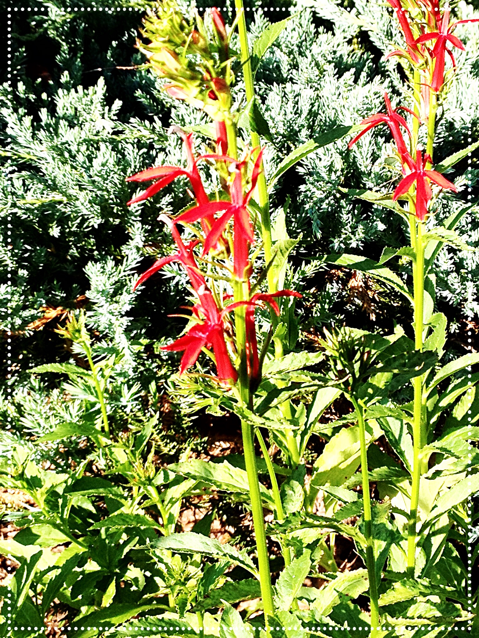 photo of Cardinal flower (Lobelia cardinalis)
