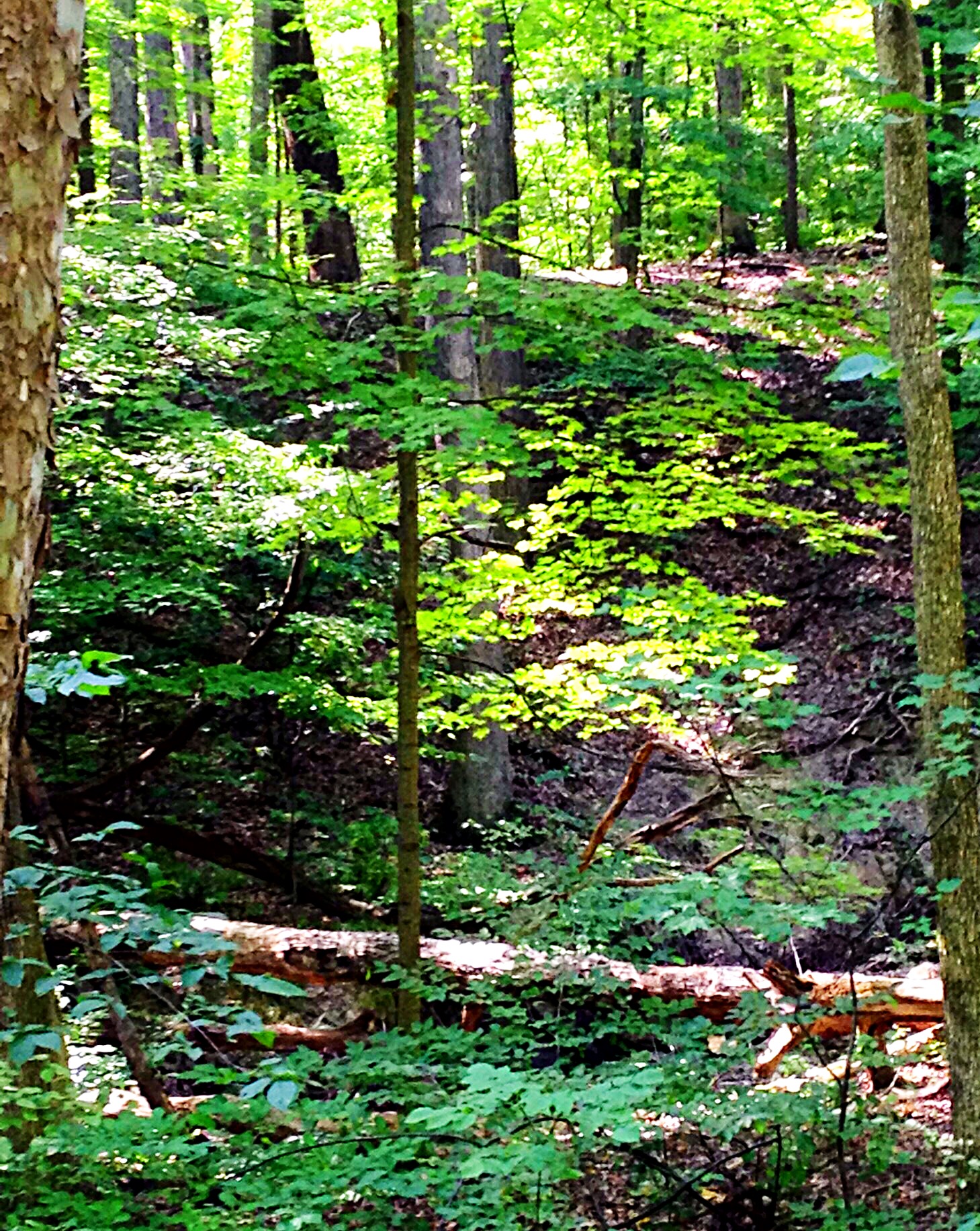 Sun shining through trees in woods