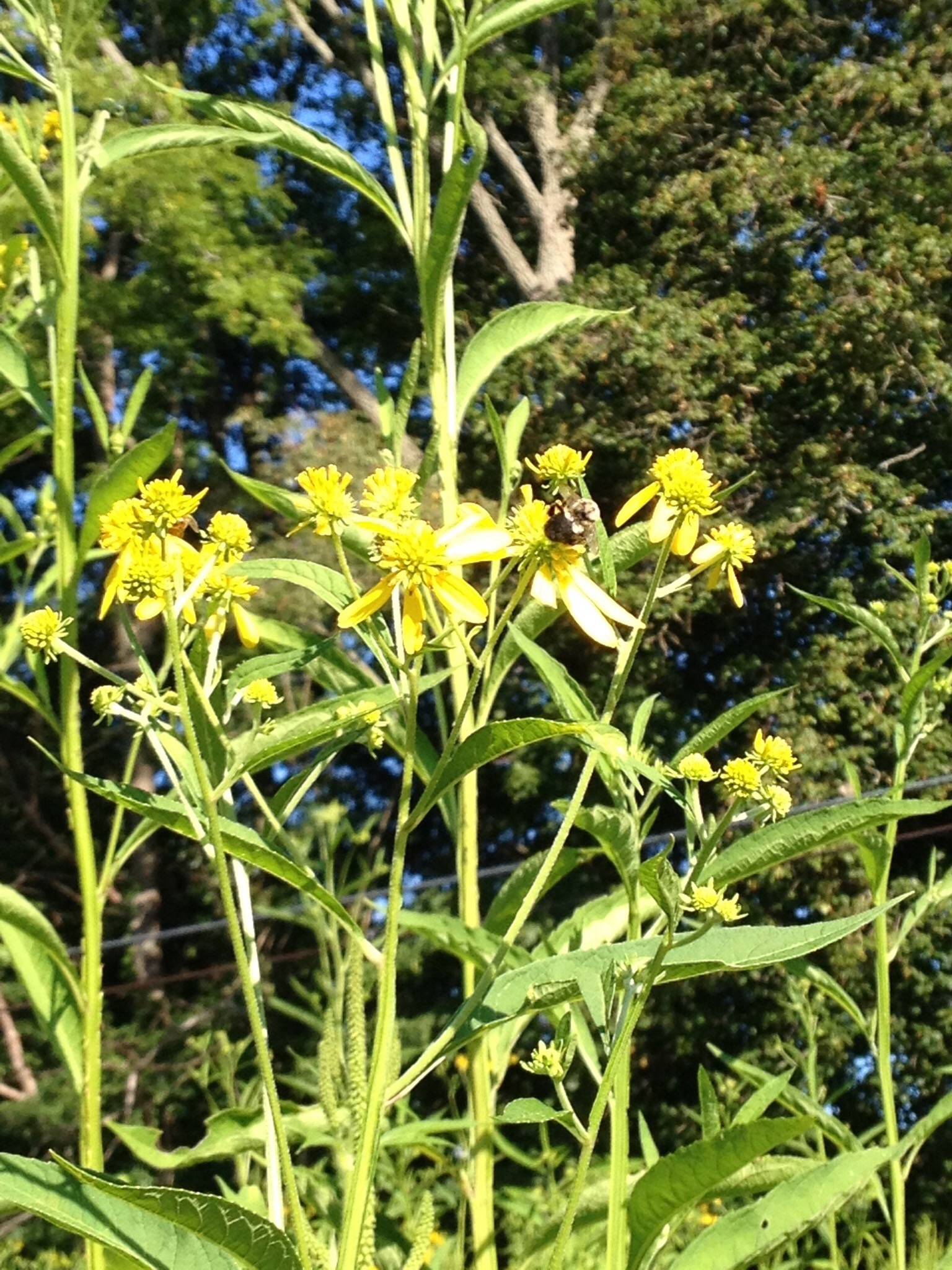 photo of yellow crownbeard