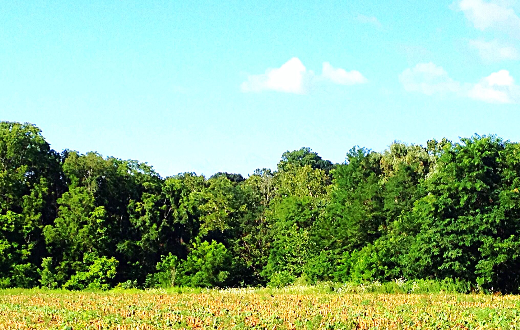 photo of meadow bordered by woods