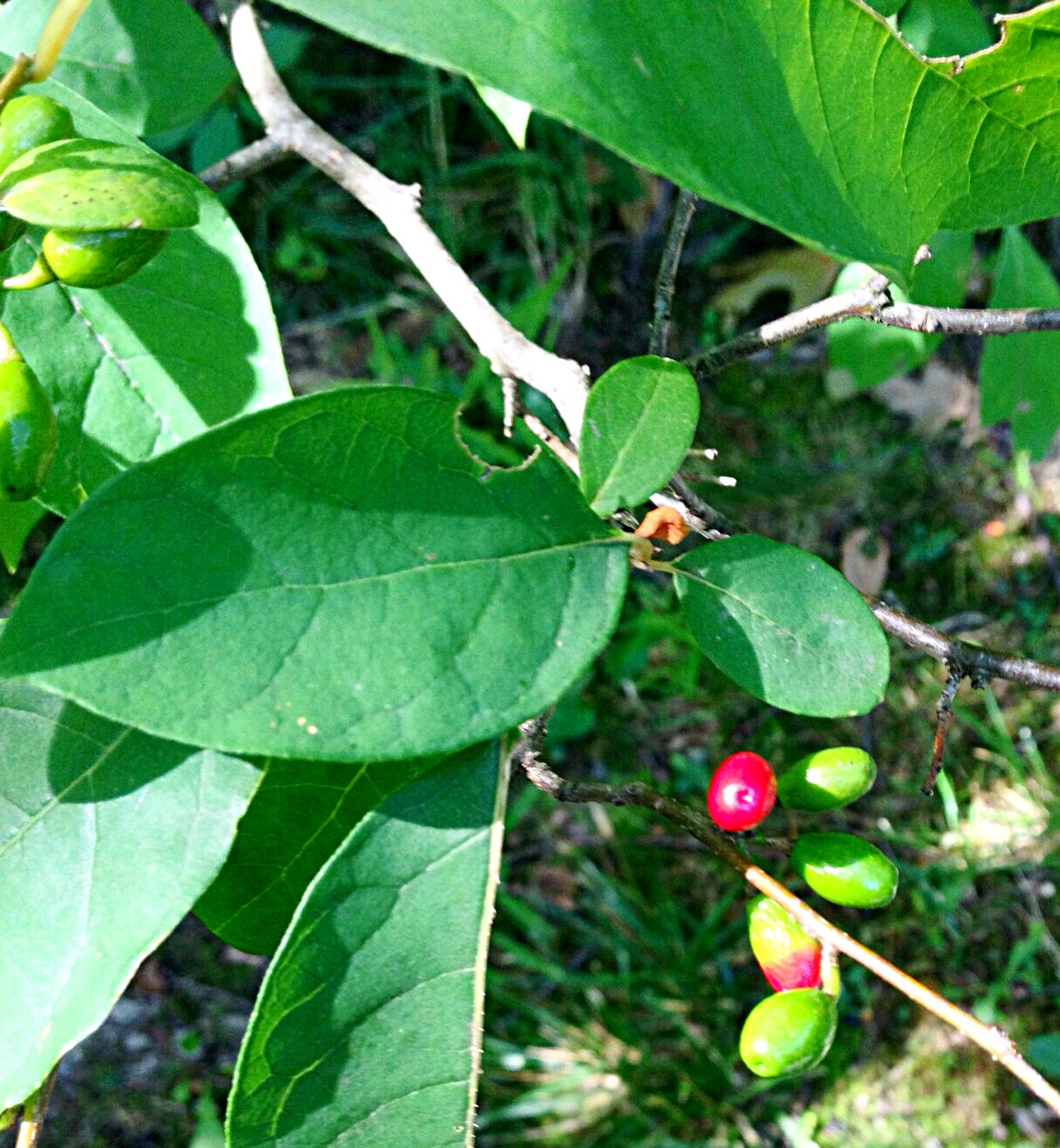 Photo of Spicebush, (Lindera benzoin)
