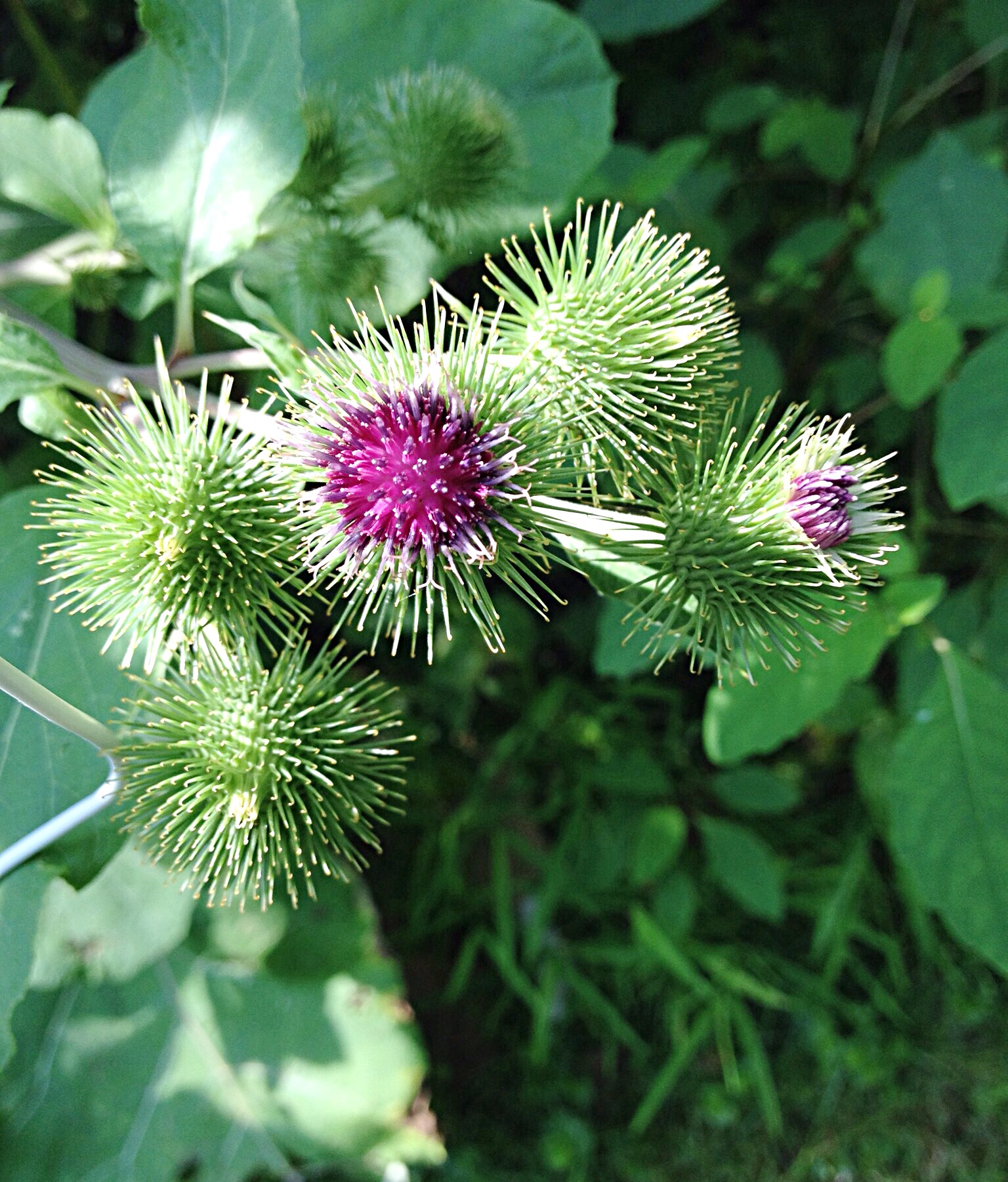 Photo of Burdock (Arctium lappa)