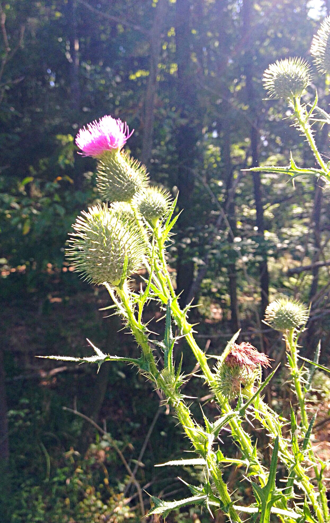 photo of Canada thistle (Cirsium arvense)