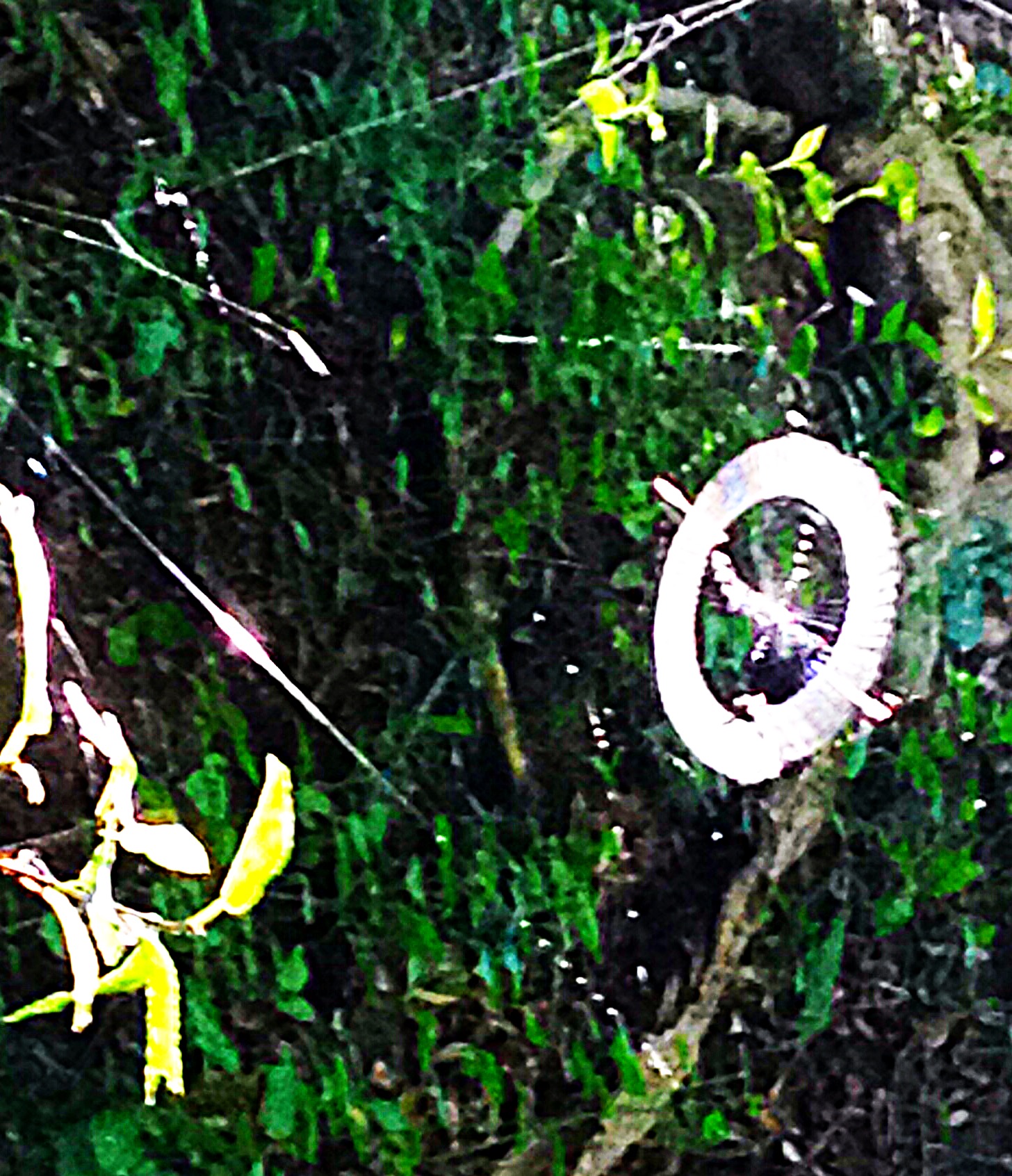 Close up photo of spider web