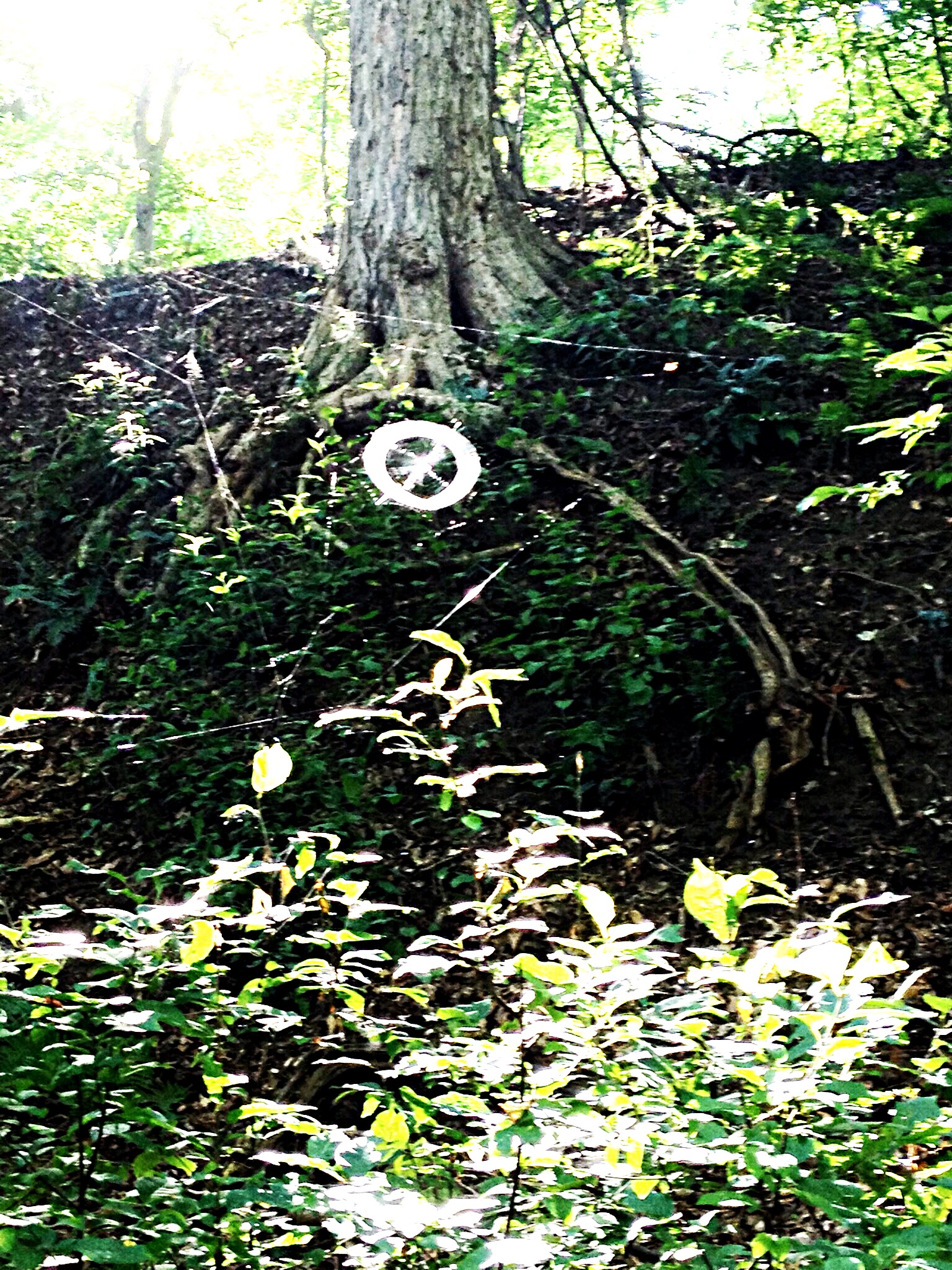 Photo of spider web