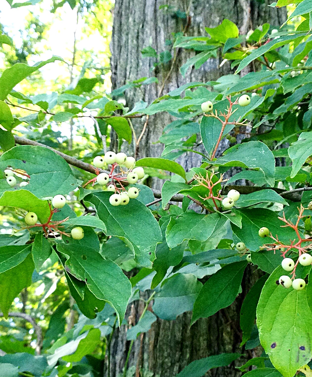 Red Osier dogwood (Cornus sericea)