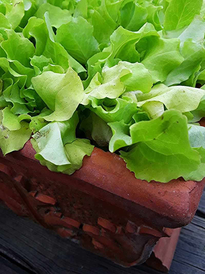 Lettuce