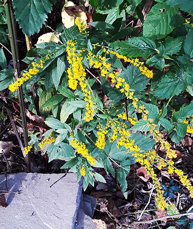 Goldenrod (Solidago spp.)