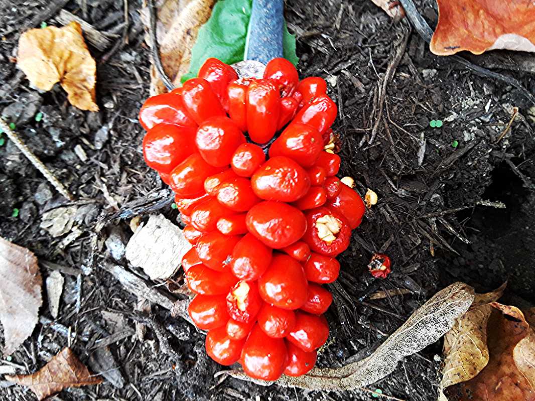 Jack-in-the-pulpit berries (Arisaema triphyllum)