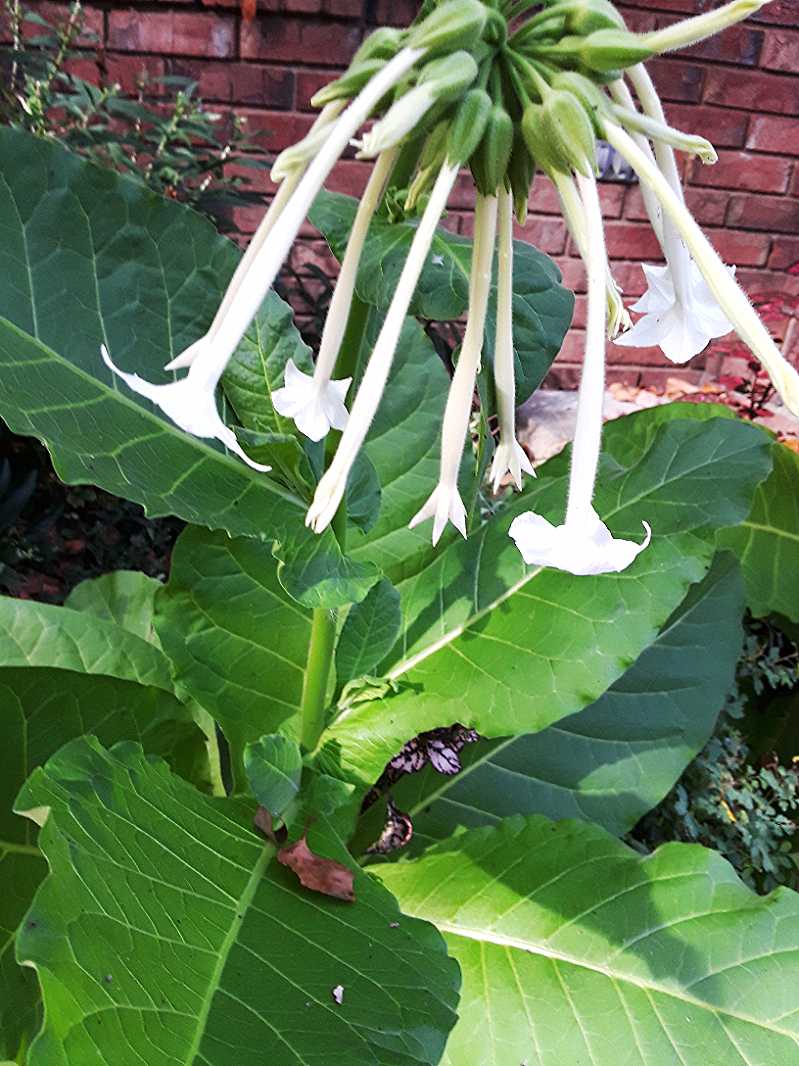 Woodland tobacco (Nicotiana sylvestris) grows to a striking plant about four feet tall.