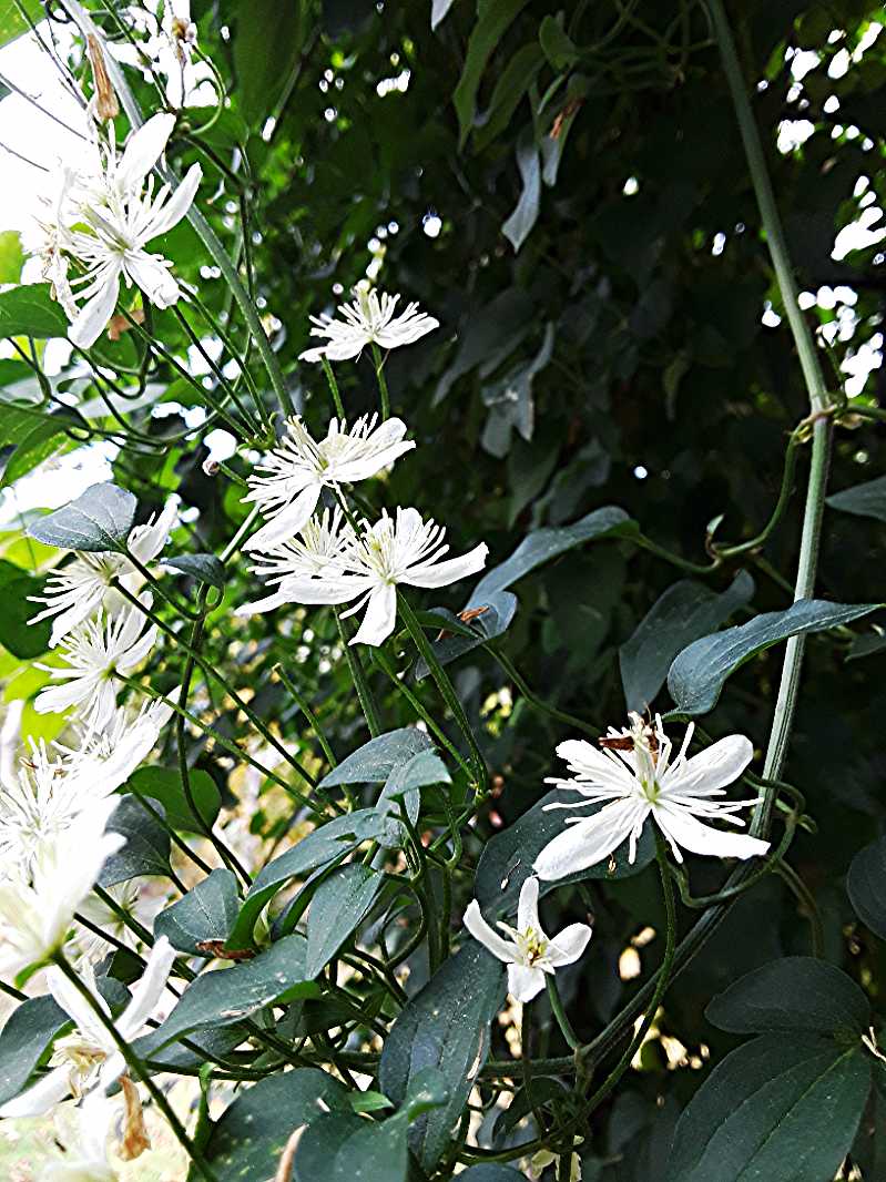 Autumn blooming clematis (Clematis paniculata)