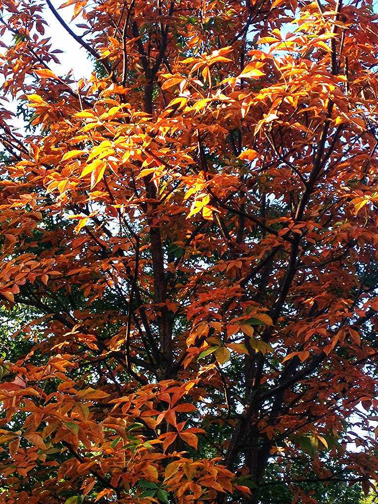 golden fall leaves