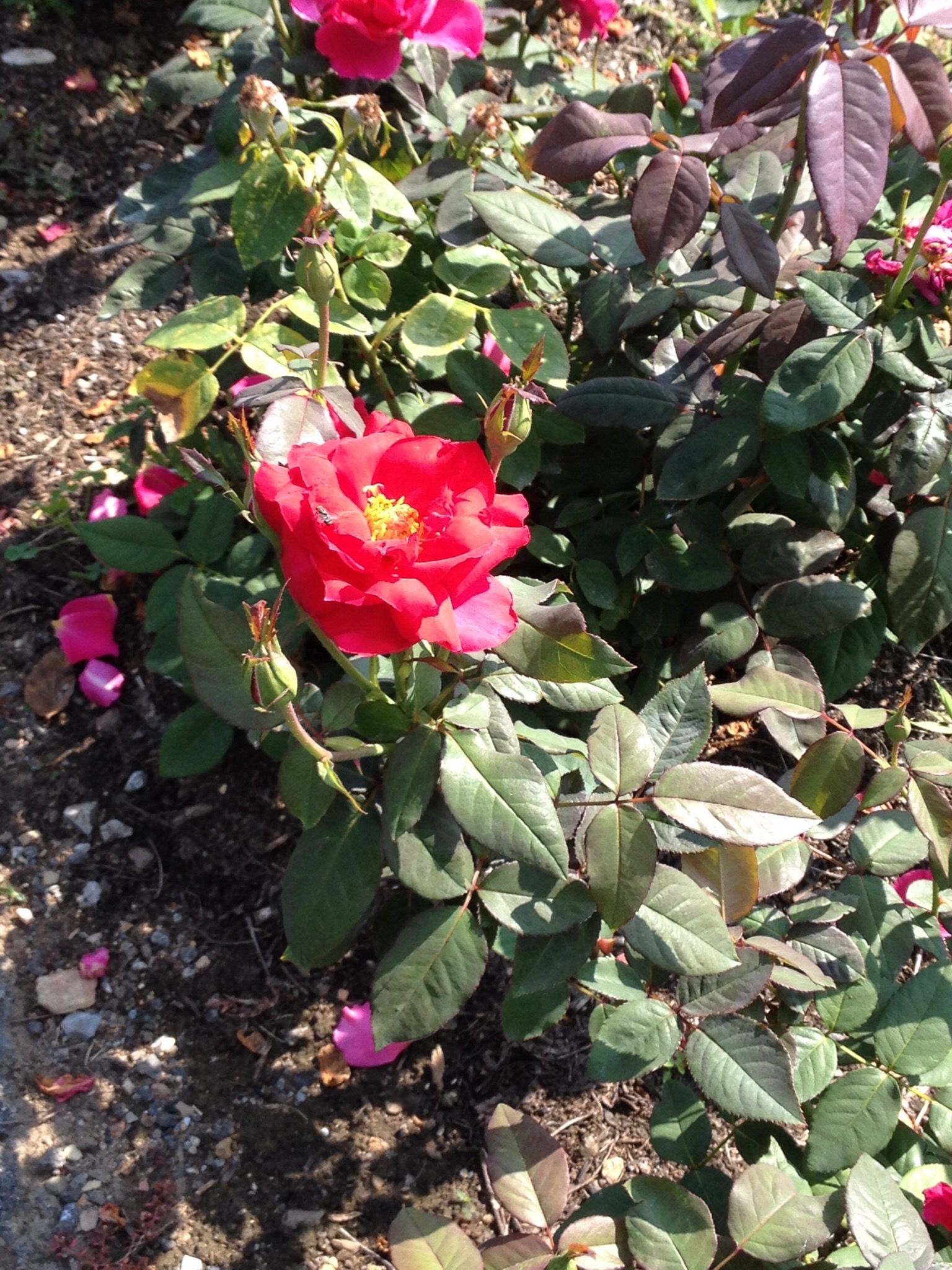 Rose "M.S. Hershey"