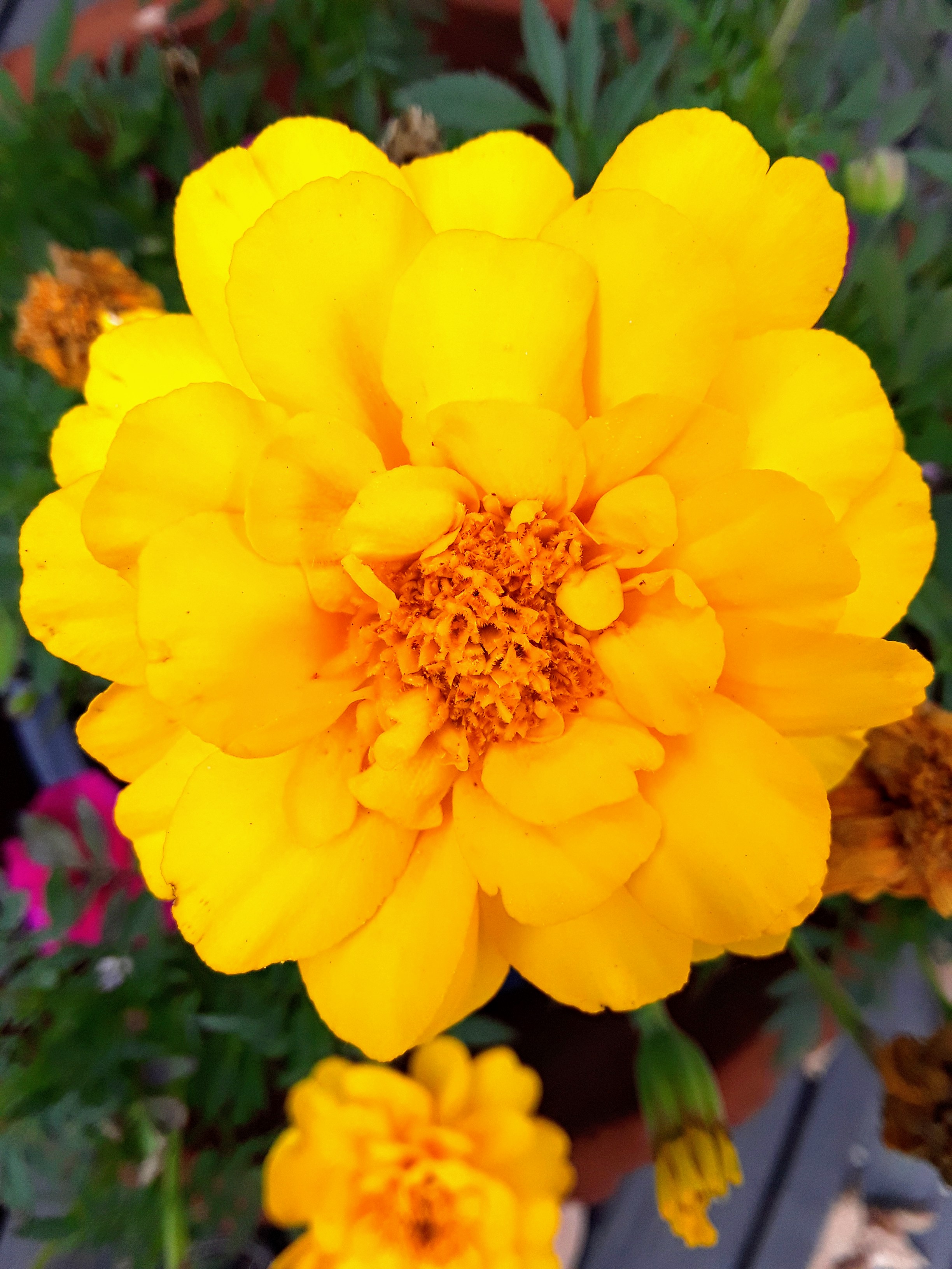 Marigold (Tagetes)