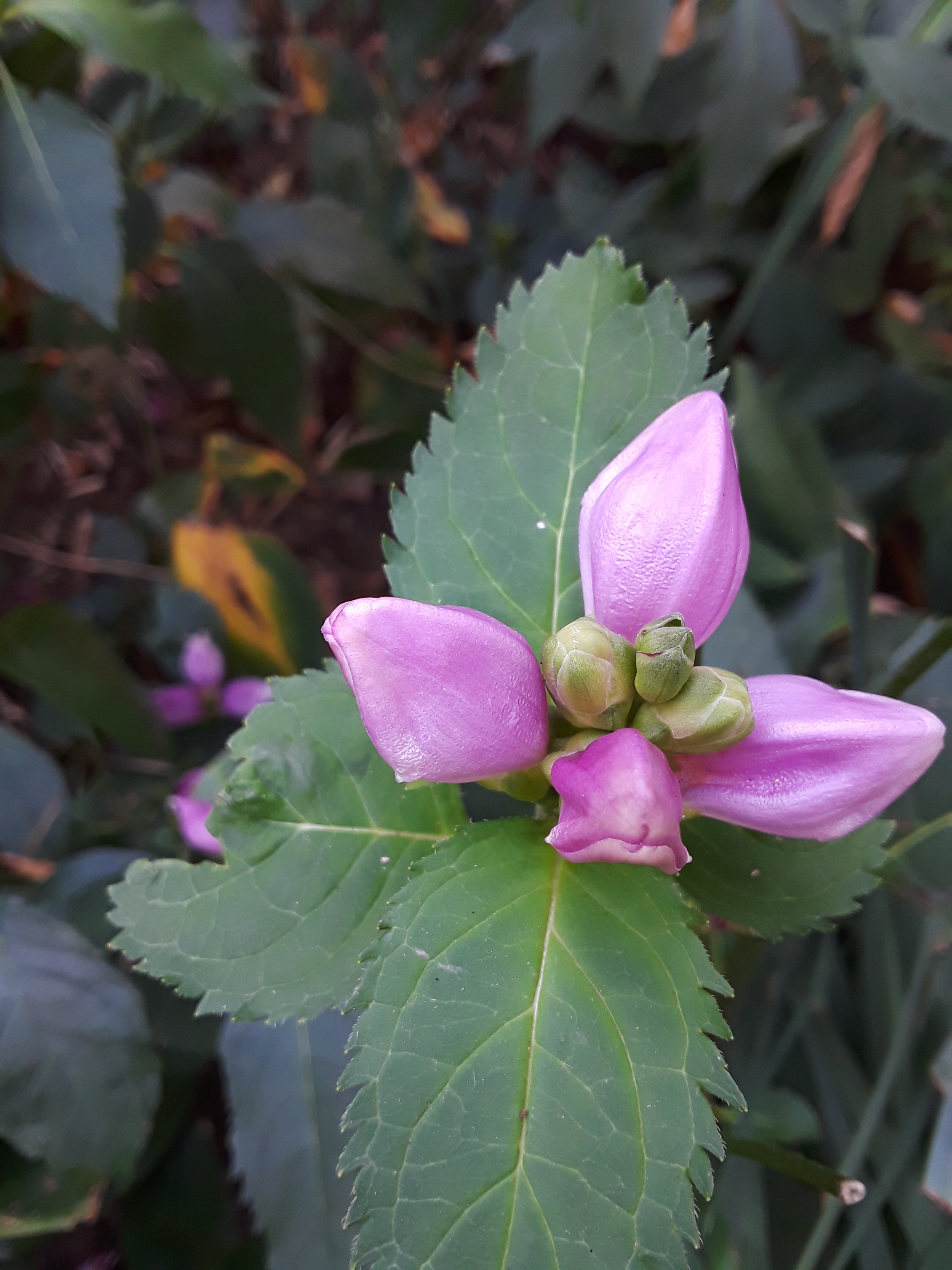 Turtlehead (Chelone)
