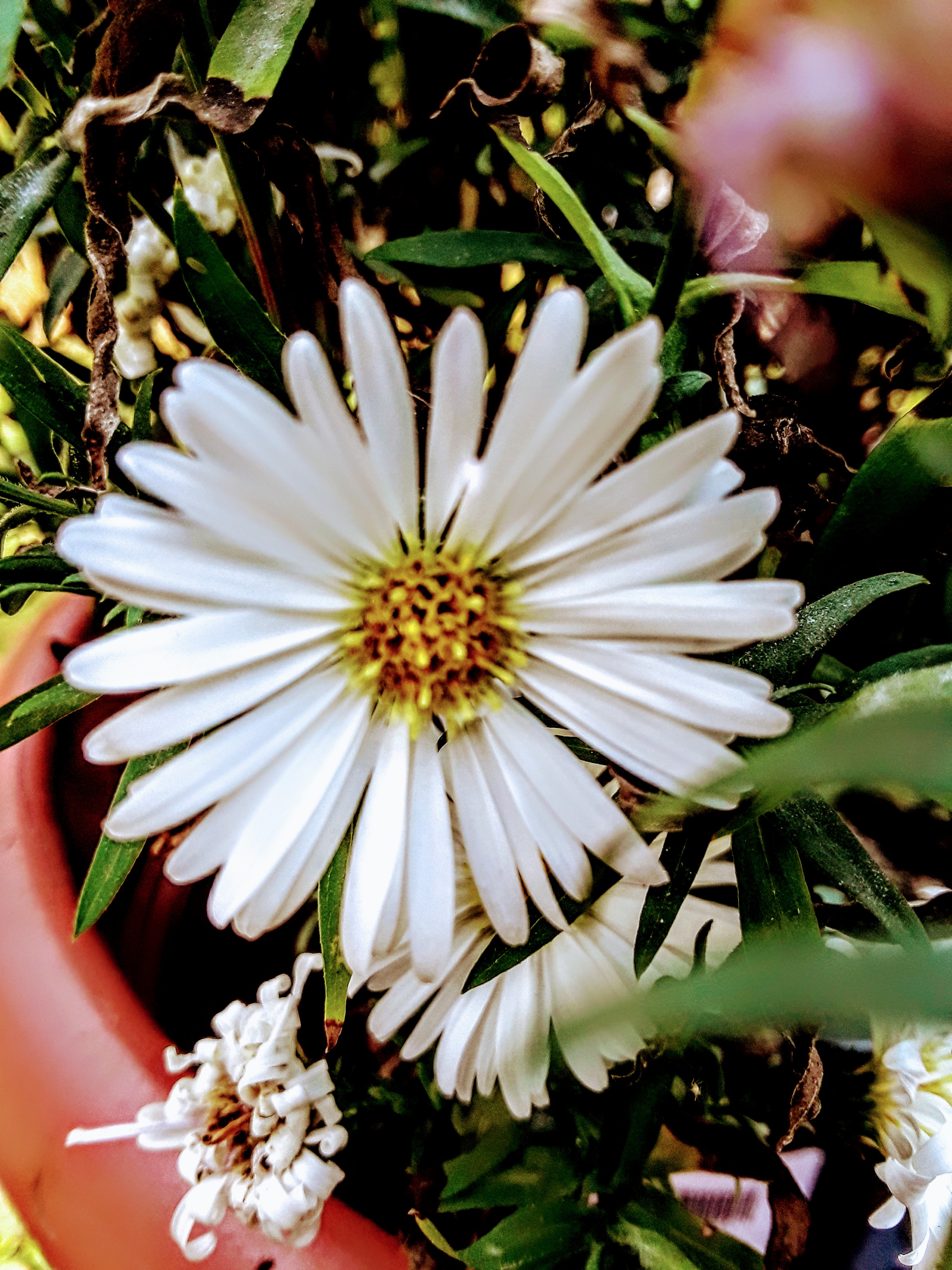 Aster novi-belgii ‘White Opal’