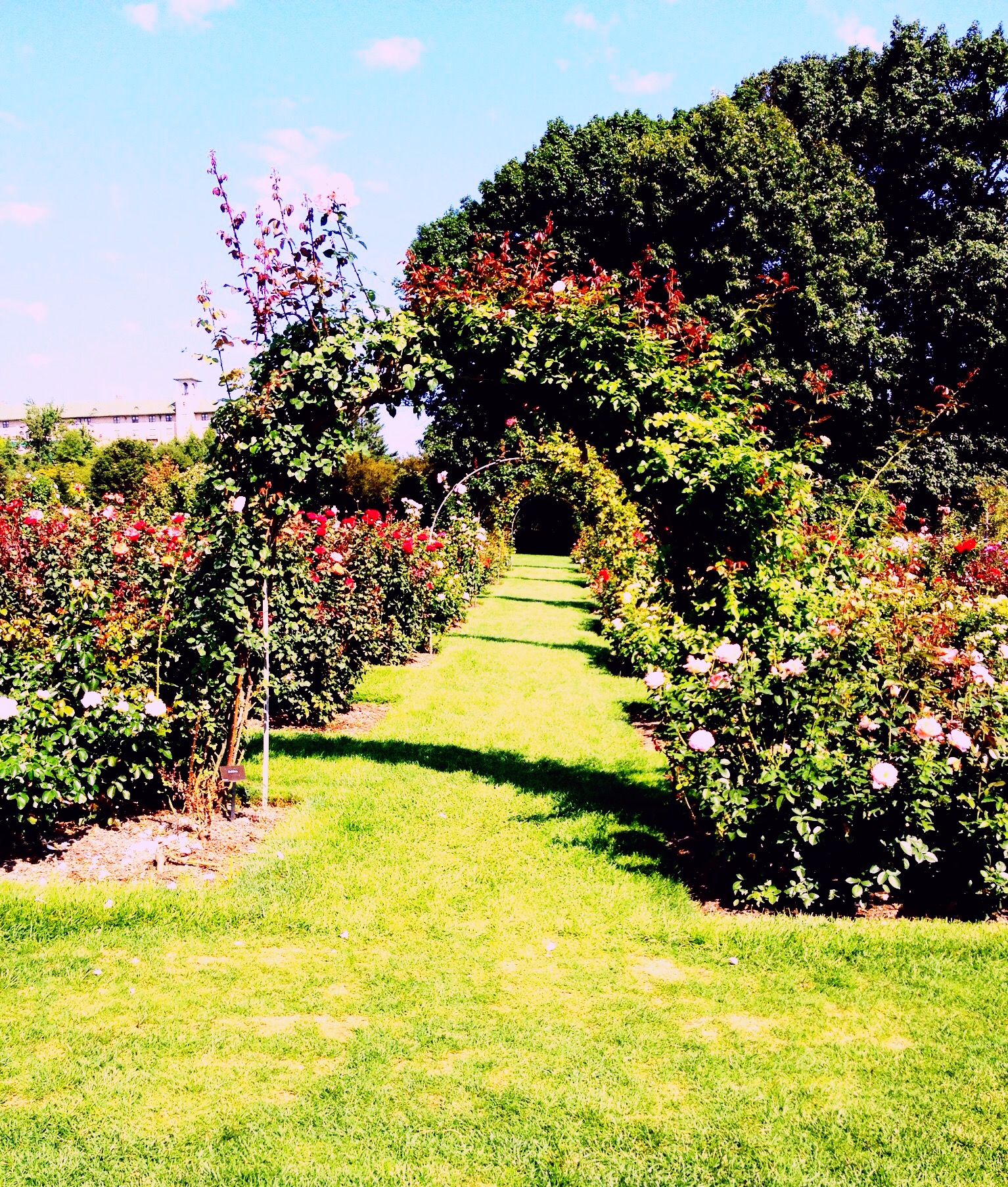 Arches are embraced by climbing roses.