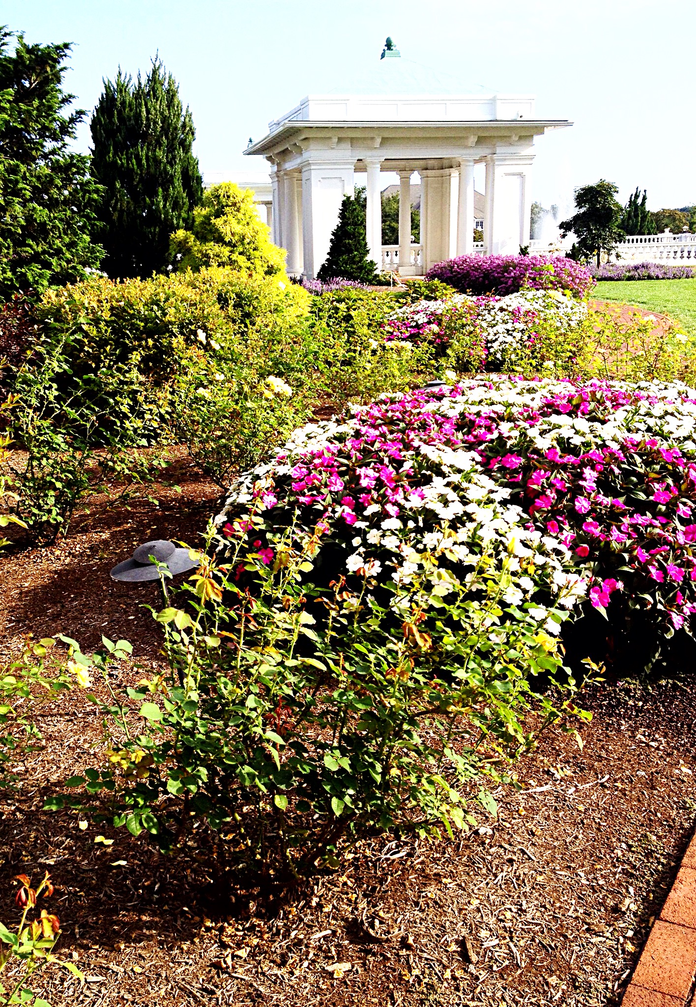 photo of flowers in the back gardens