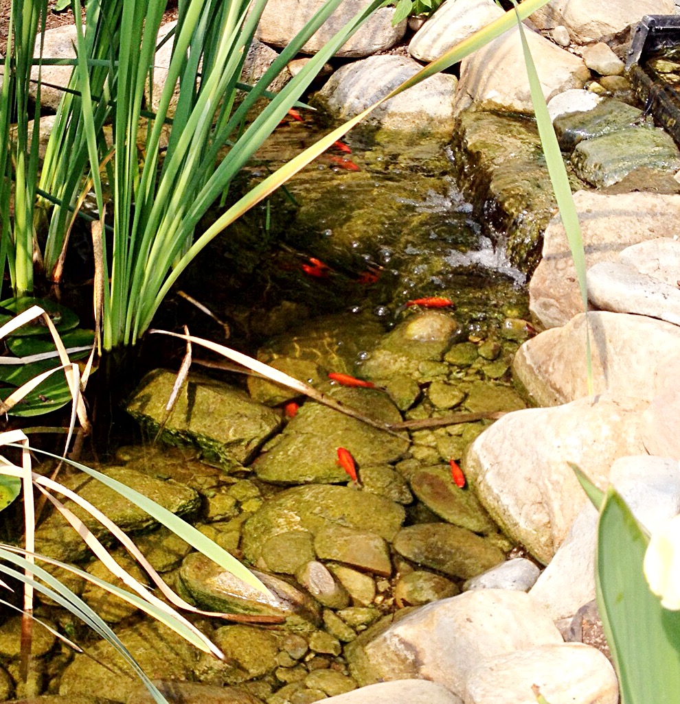 Goldfish in the pond