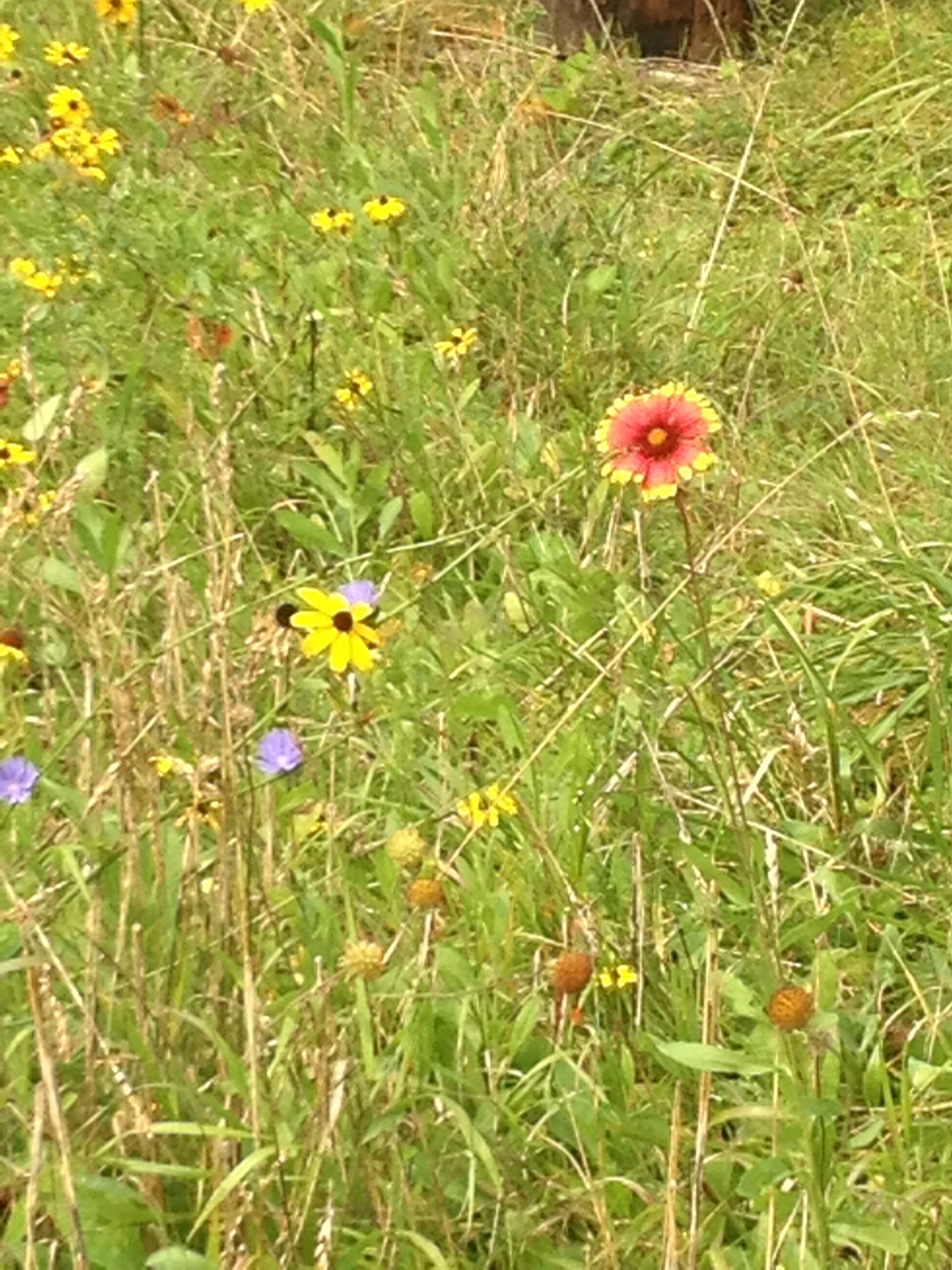 wildflowers bloom in the meadow