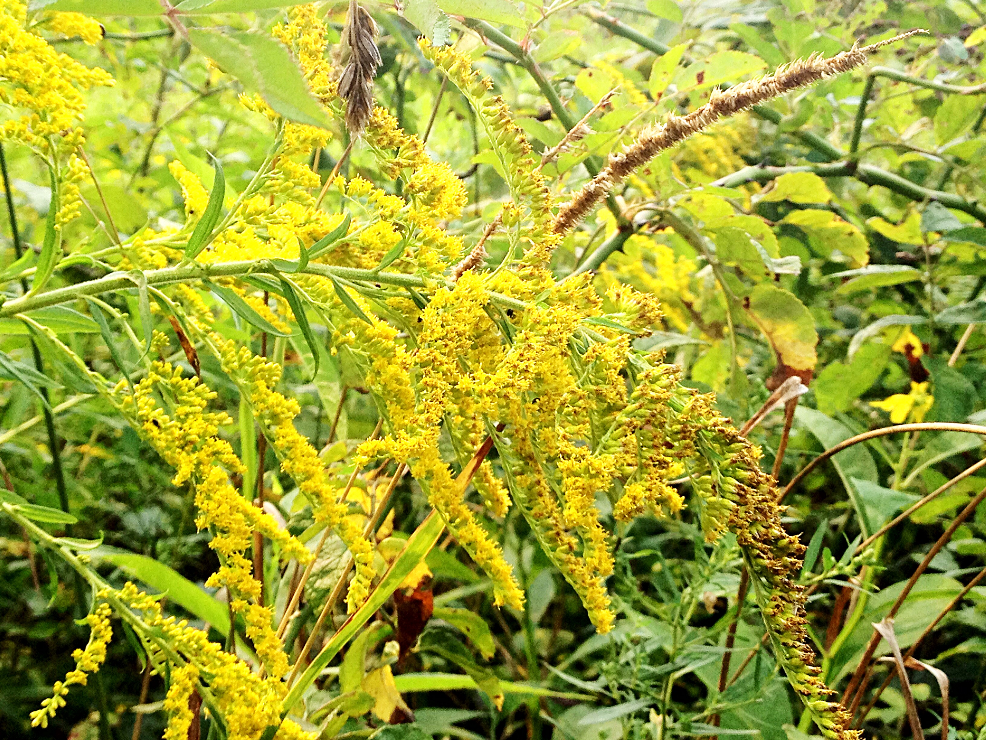 Goldenrod (Solidago)