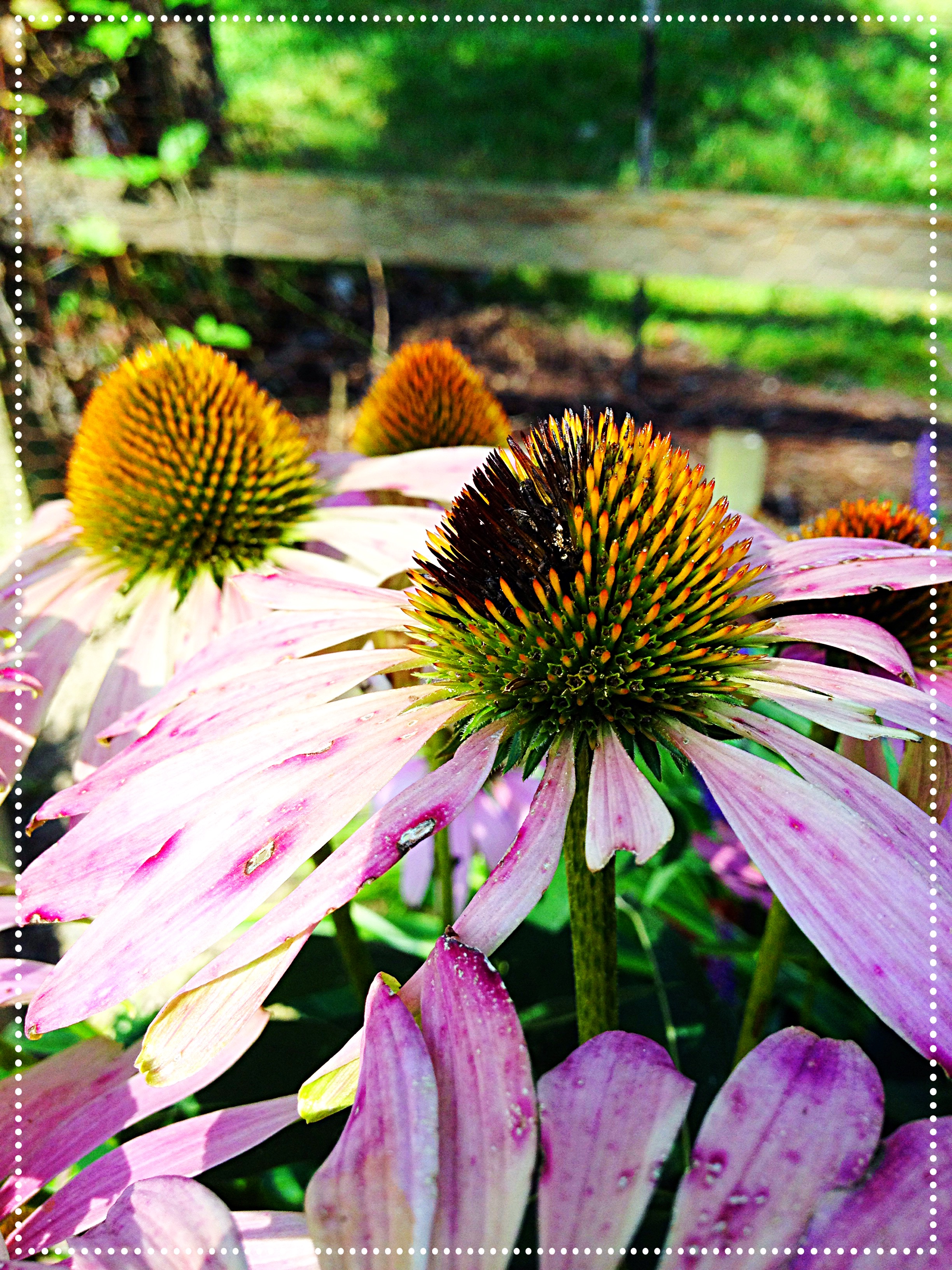 pink cone flower seeds eaten by finches