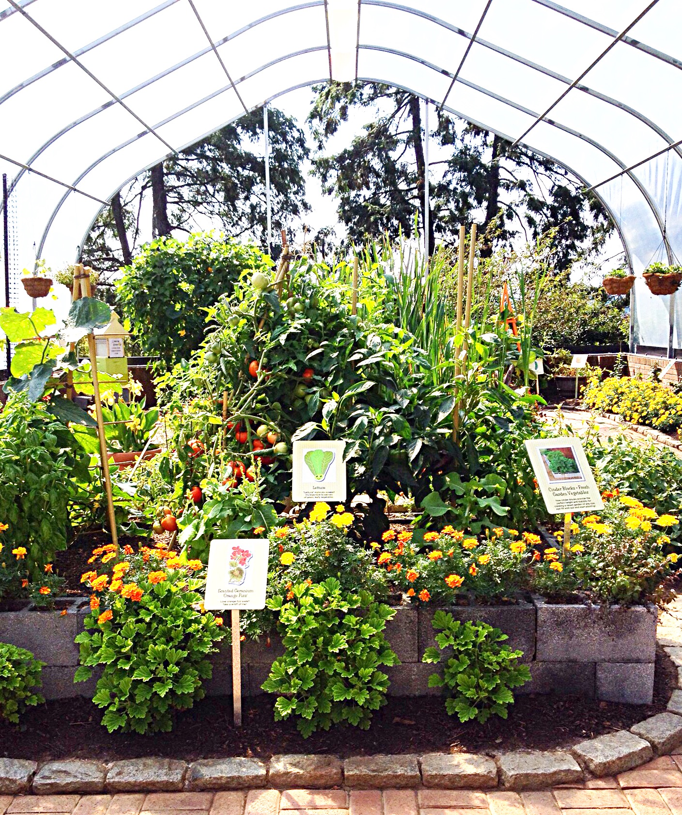 The hoop house is bright with primary colors.