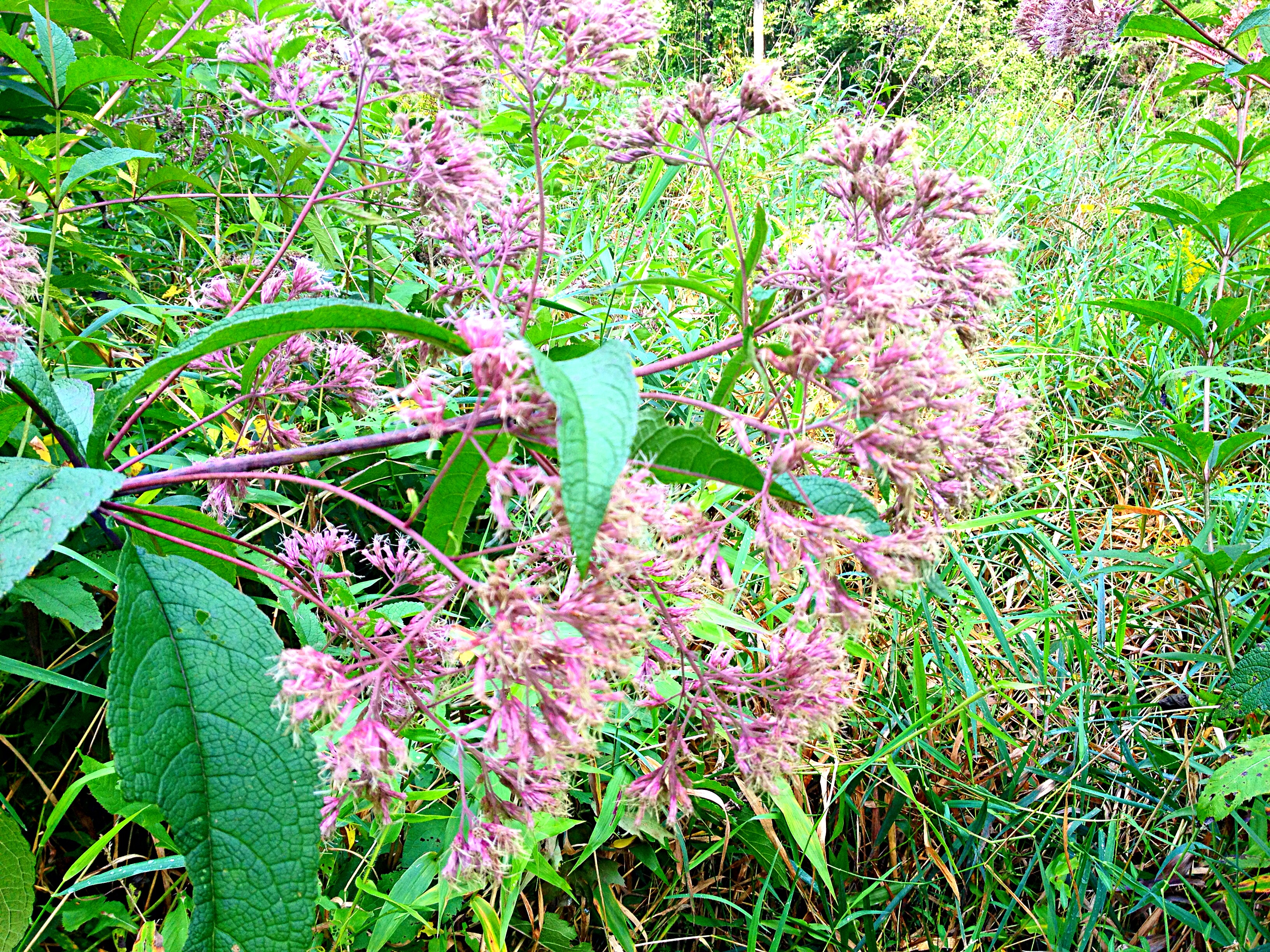 Joe Pye weed (Eutrochium purpureum)