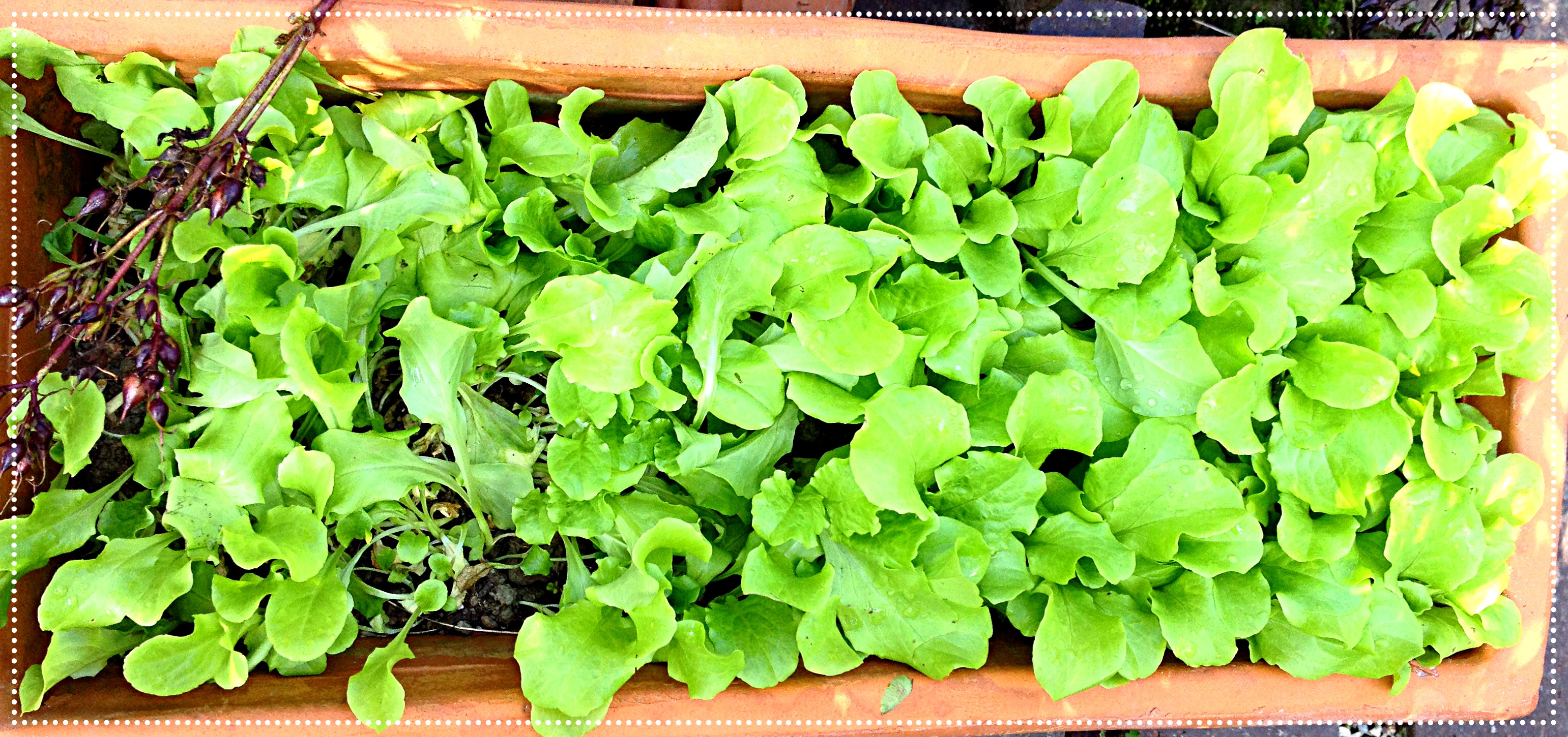 green leaf lettuce