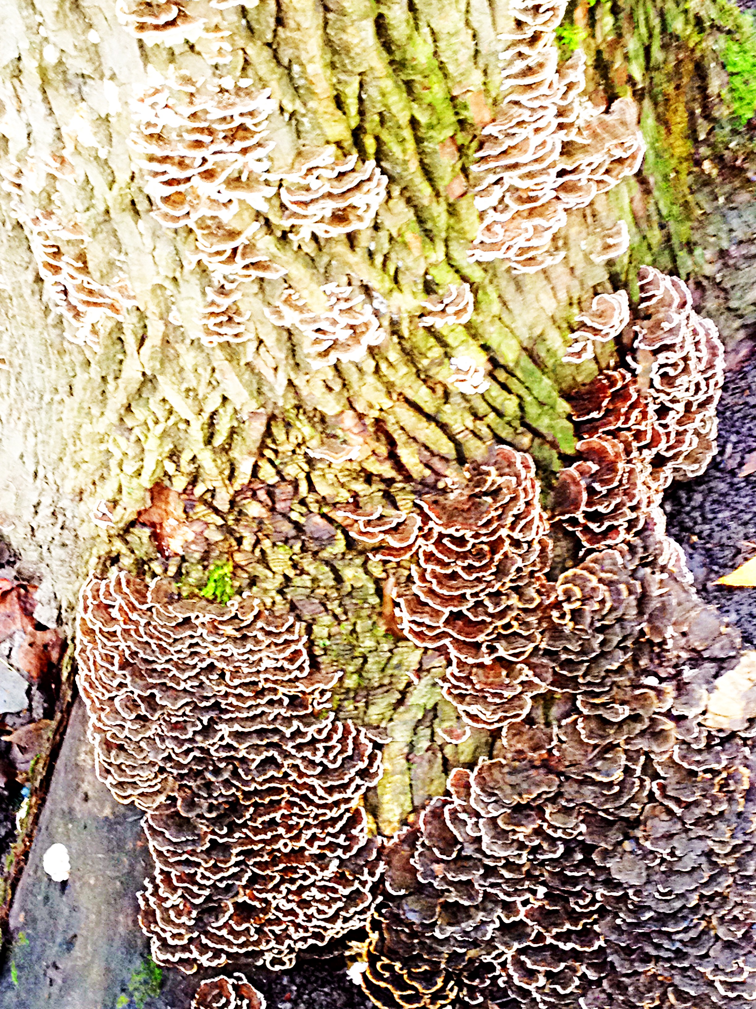 Fungus and lichen patterns on tree trunk