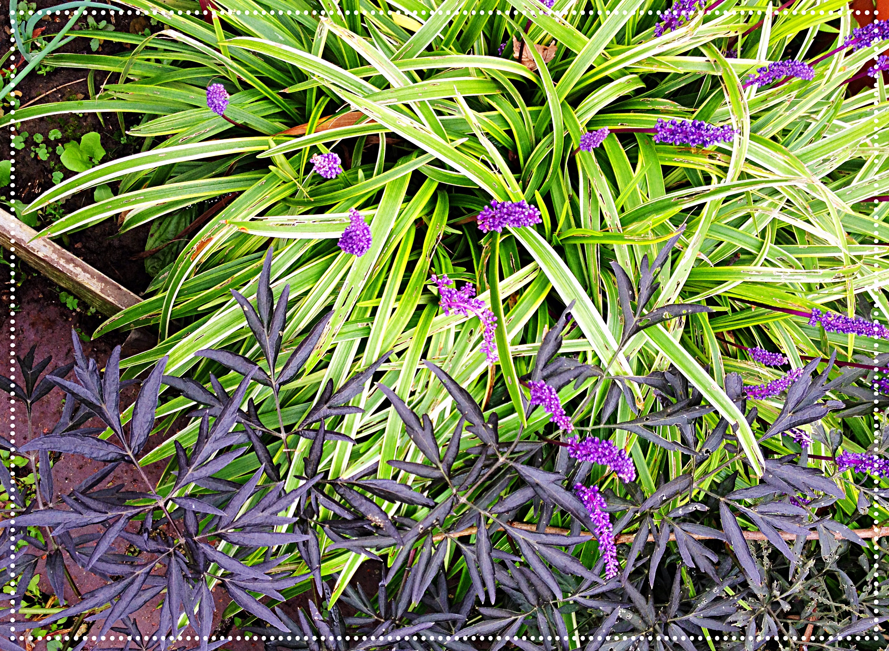 liorope and elderberry black magic