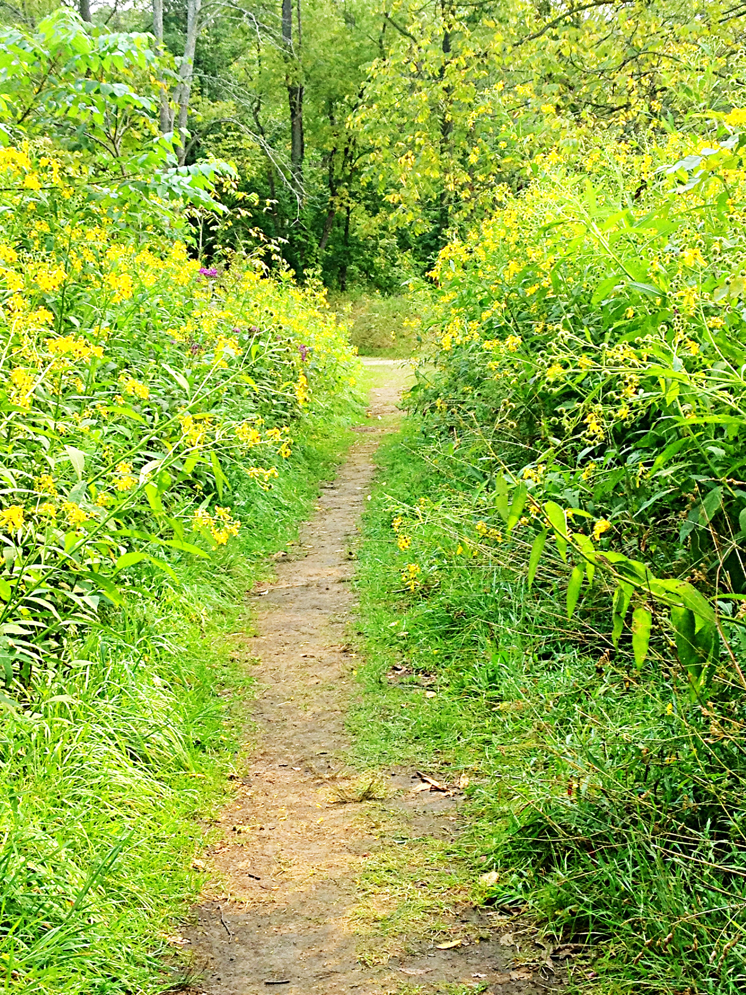 Wildflower path